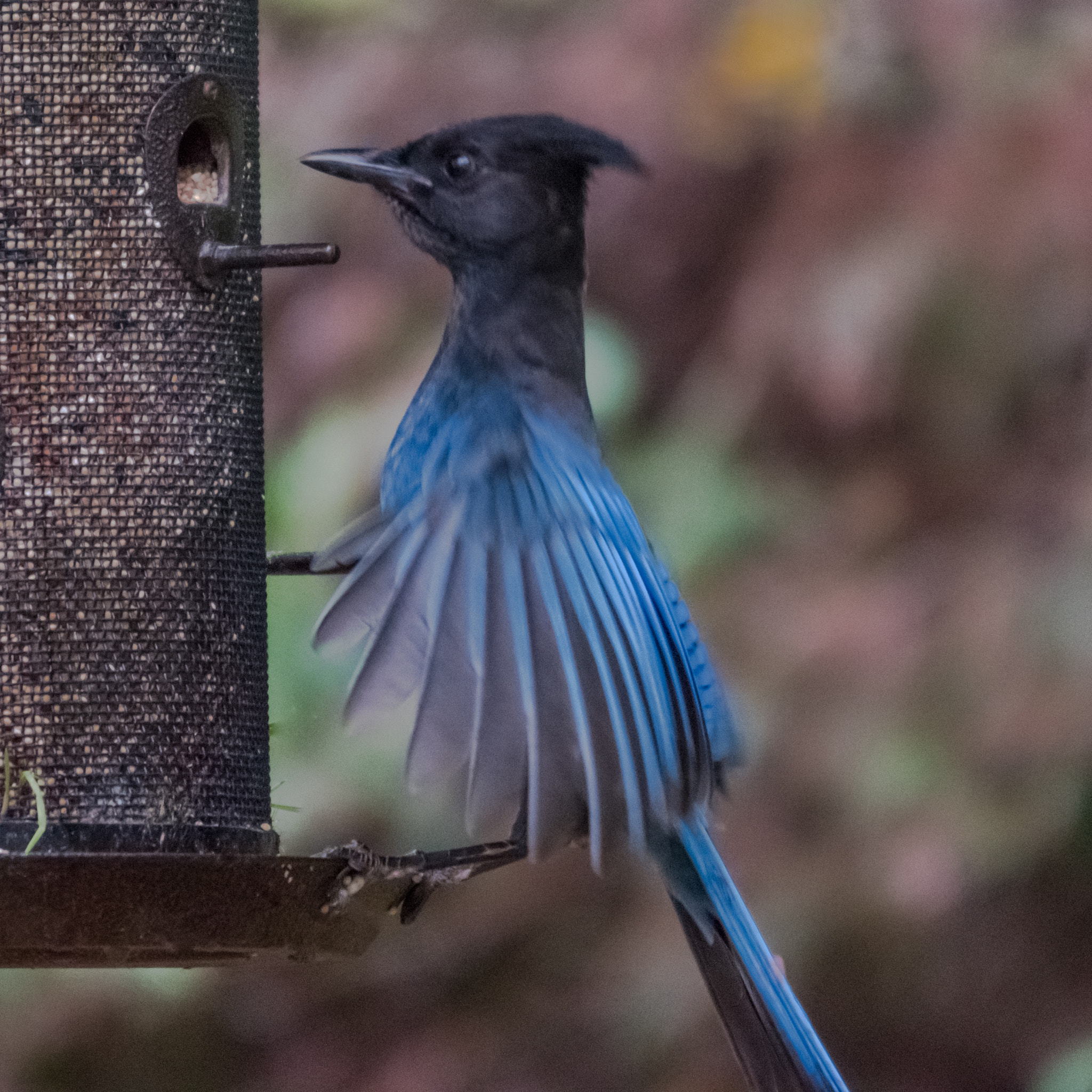 Sigma 120-400mm F4.5-5.6 DG OS HSM sample photo. Stellers jay photography