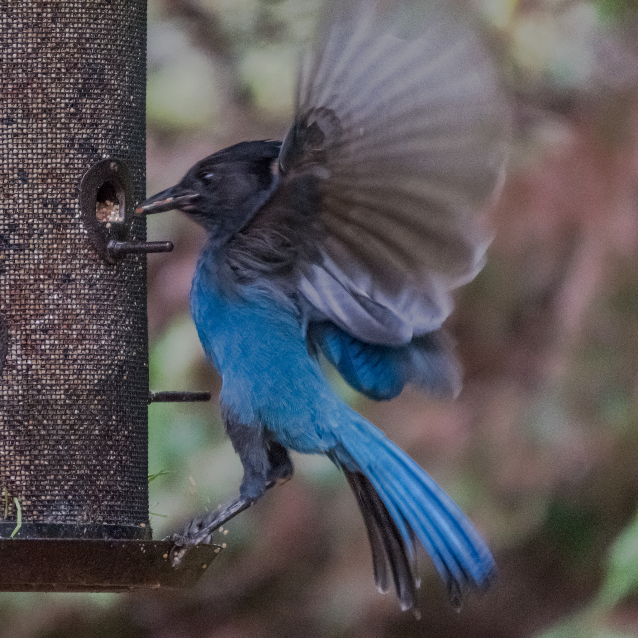 Sigma 120-400mm F4.5-5.6 DG OS HSM sample photo. Stellers jay photography