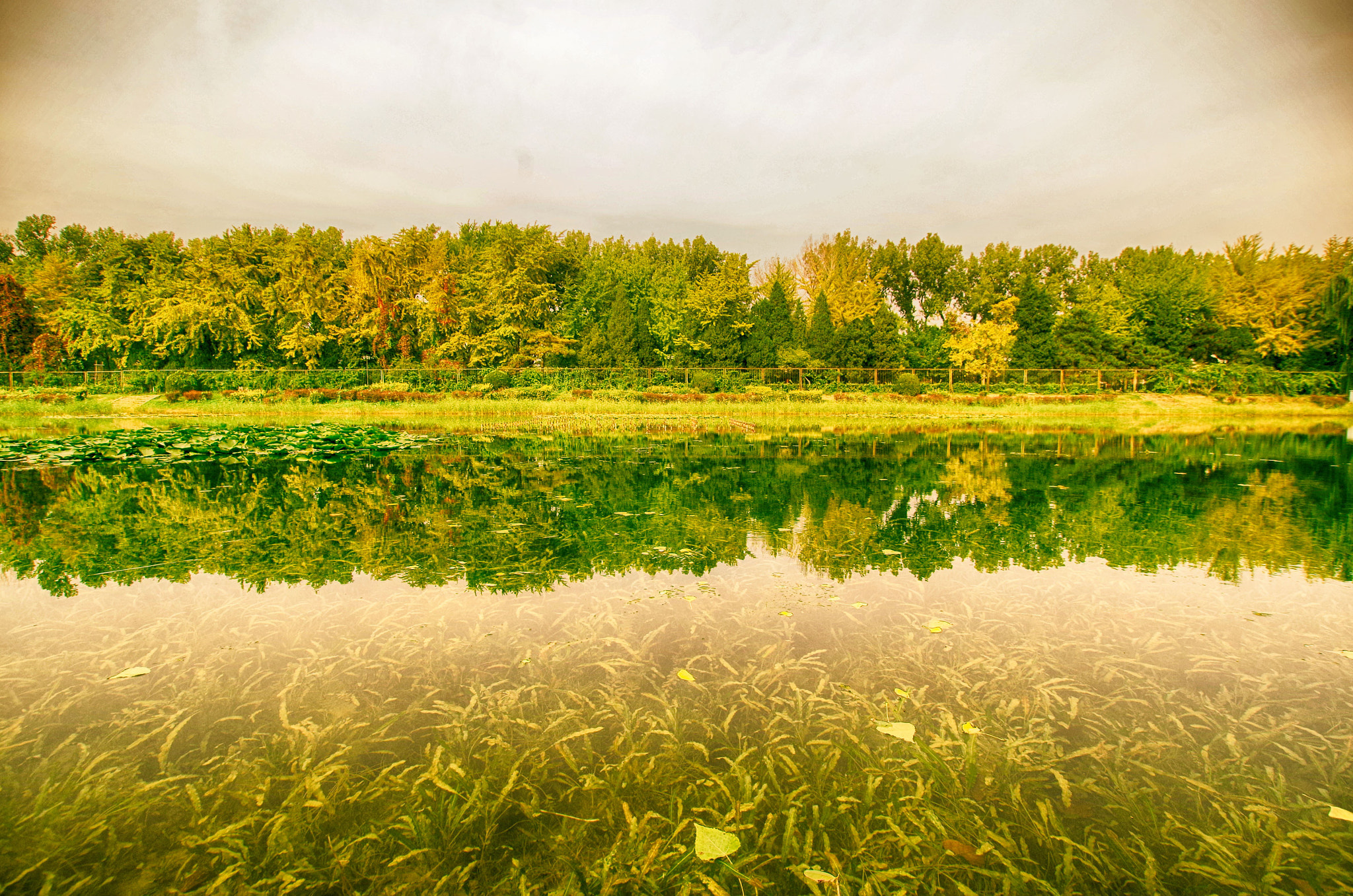 Pentax K-01 sample photo. Underwater grasses photography