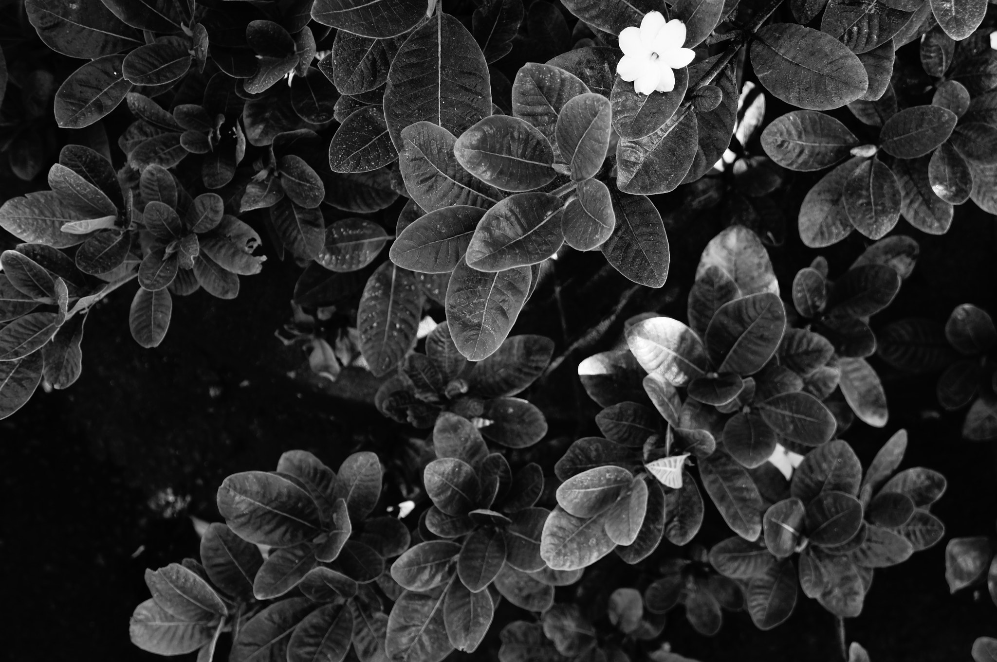 Tamron 18-200mm F3.5-6.3 Di III VC sample photo. Leaves love around photography