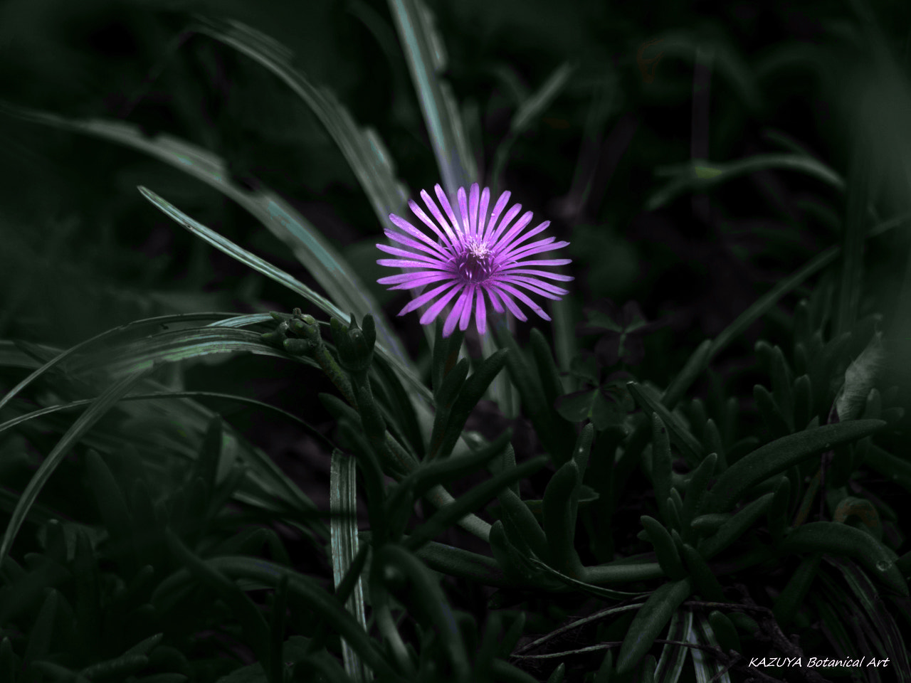 smc Pentax-DA L 50-200mm F4-5.6 ED WR sample photo