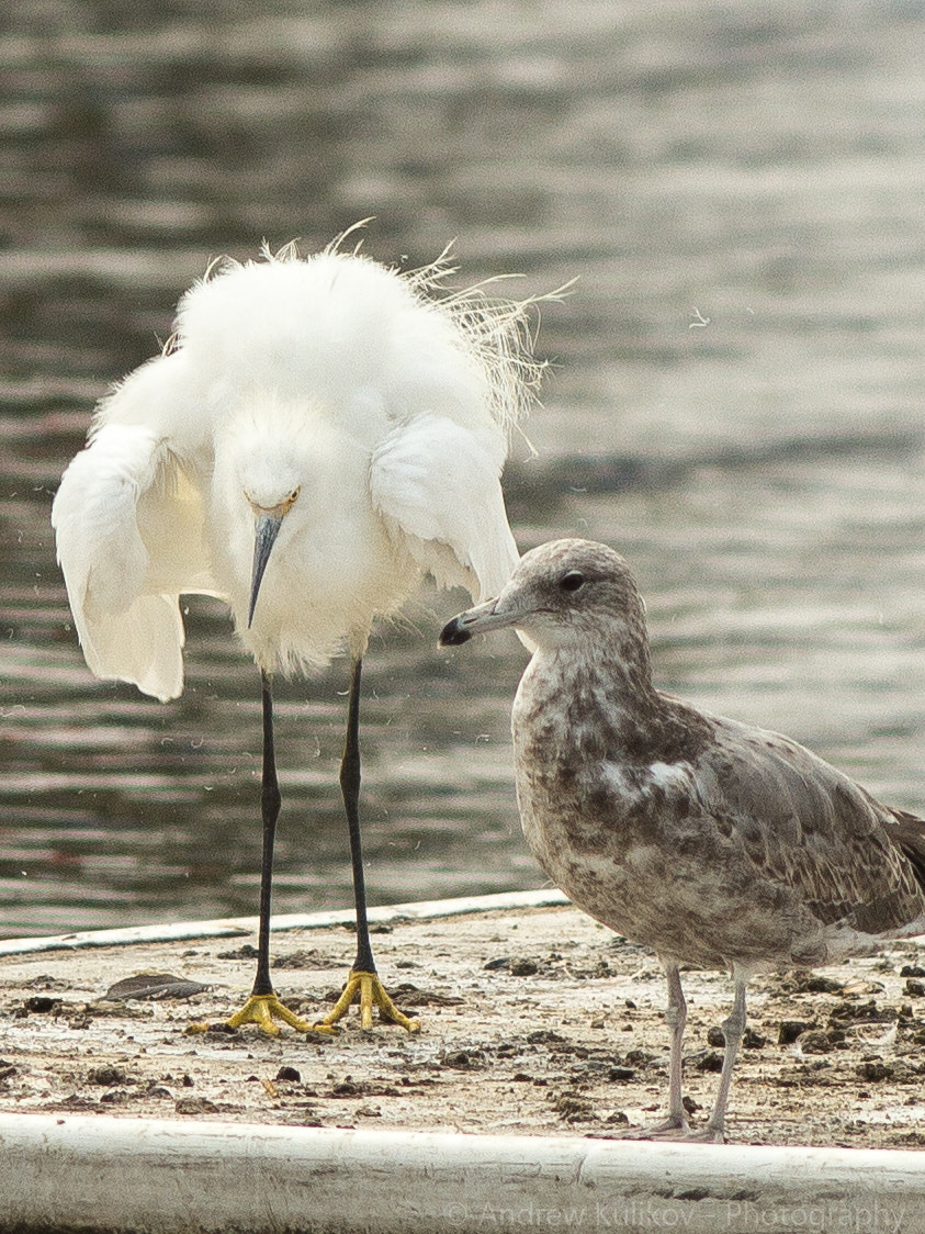 Canon EF 200mm F2.8L II USM sample photo. Birds photography