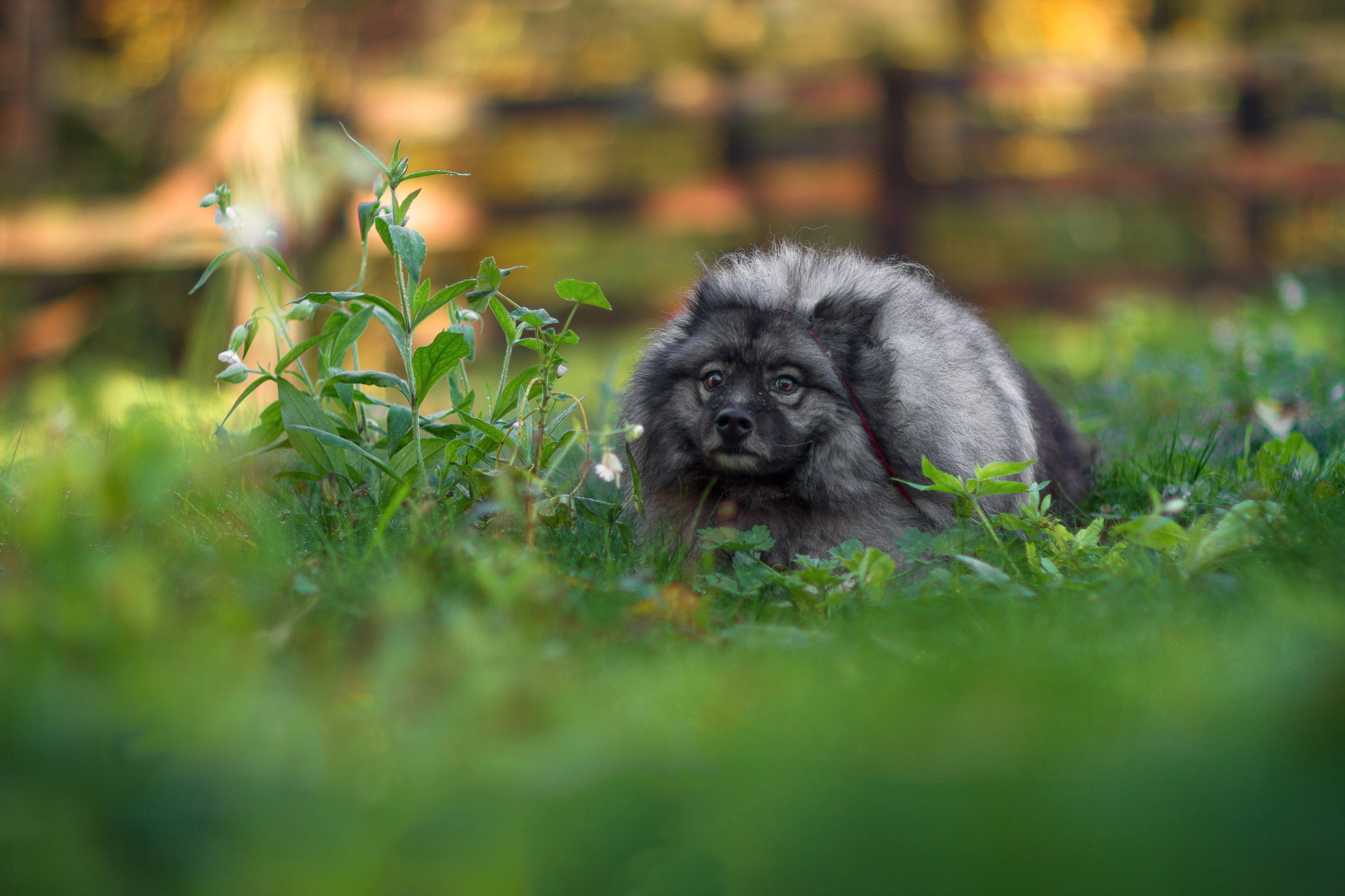 Canon EOS 7D + Canon EF 85mm F1.2L II USM sample photo. Stop and smell the flowers... any flowers. photography