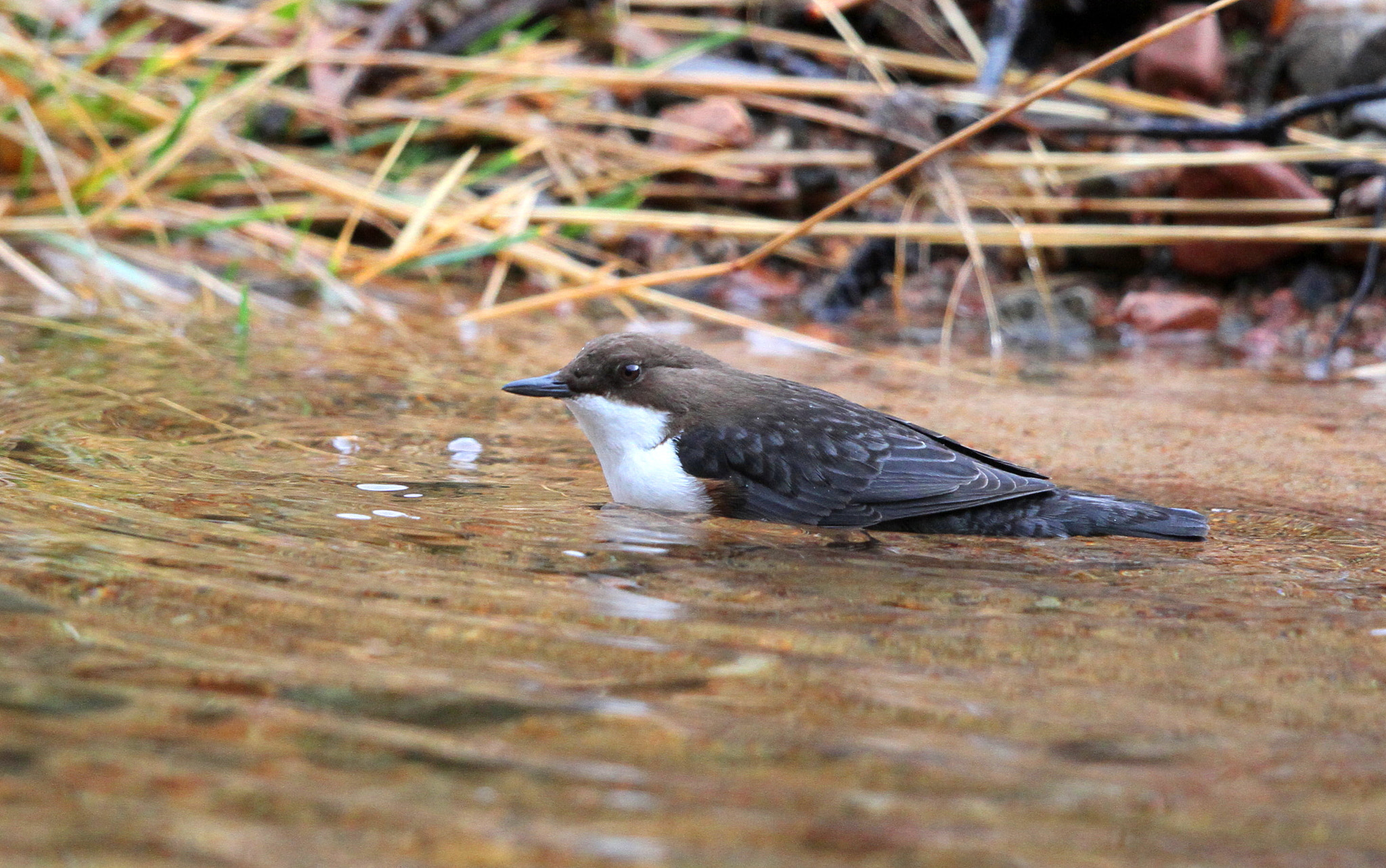 Canon EF 500mm F4L IS II USM sample photo. Dipper photography
