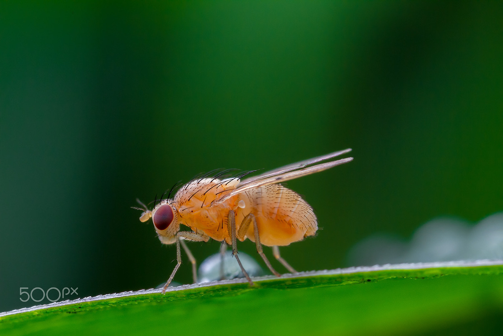 Canon MP-E 65mm F2.5 1-5x Macro Photo sample photo. 斑翅同脉稿蝇 photography