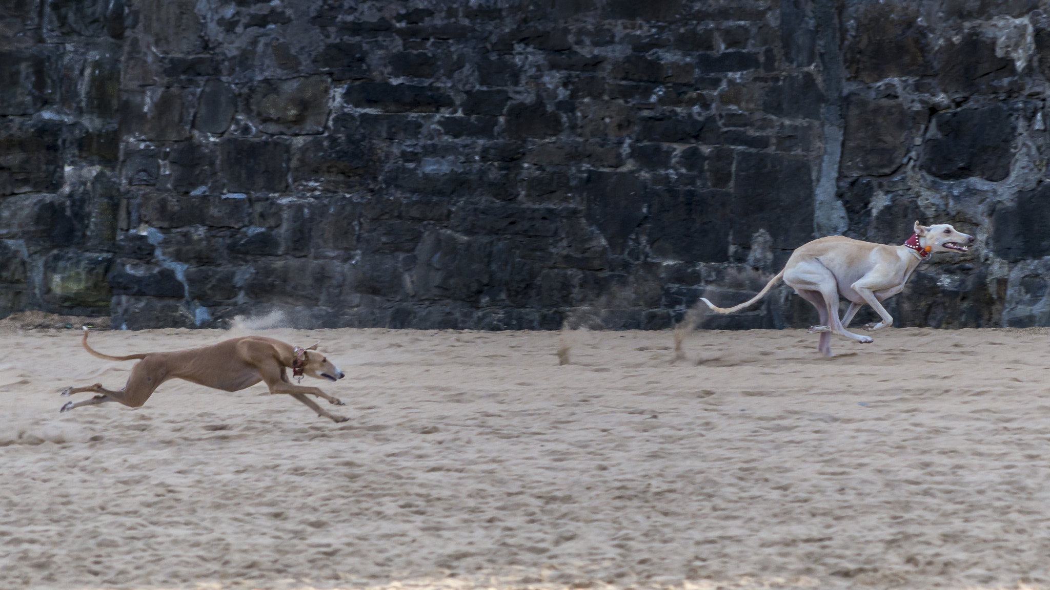 Pentax K-50 + smc Pentax-DA L 50-200mm F4-5.6 ED WR sample photo. Corre que te pillo photography