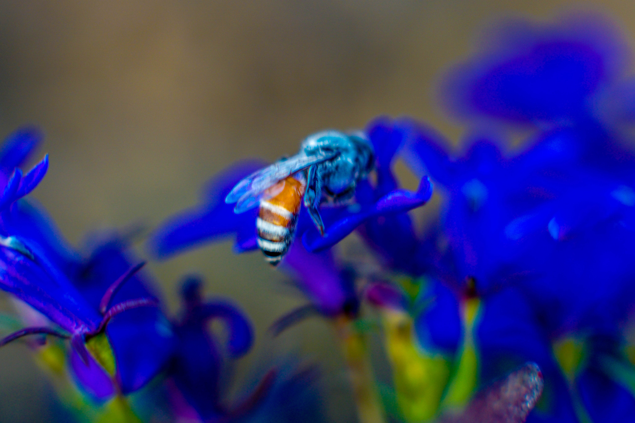 Sony DT 50mm F1.8 SAM sample photo. B world photography