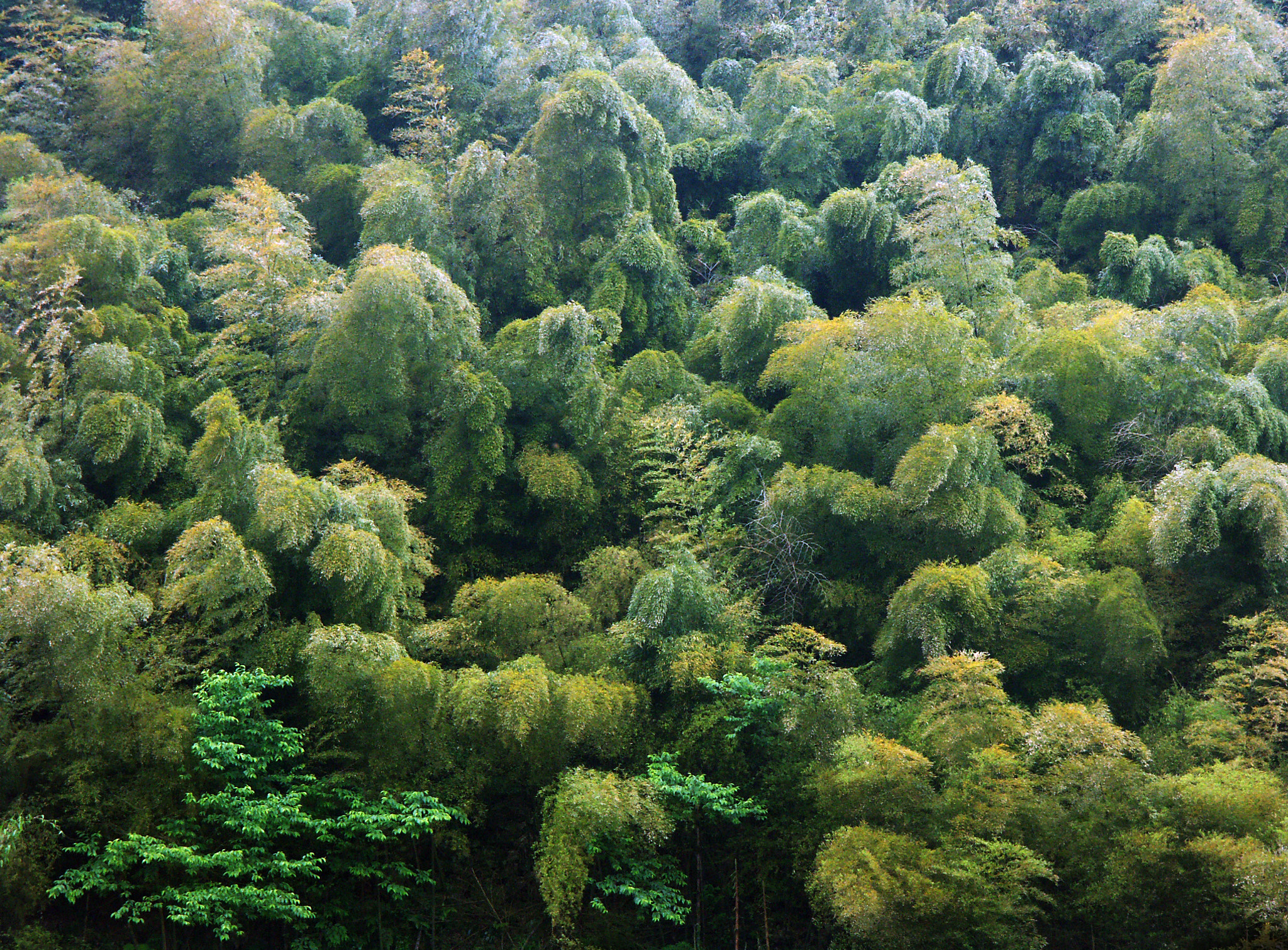 KONICA MINOLTA DiMAGE A1 sample photo. Bamboo forest photography