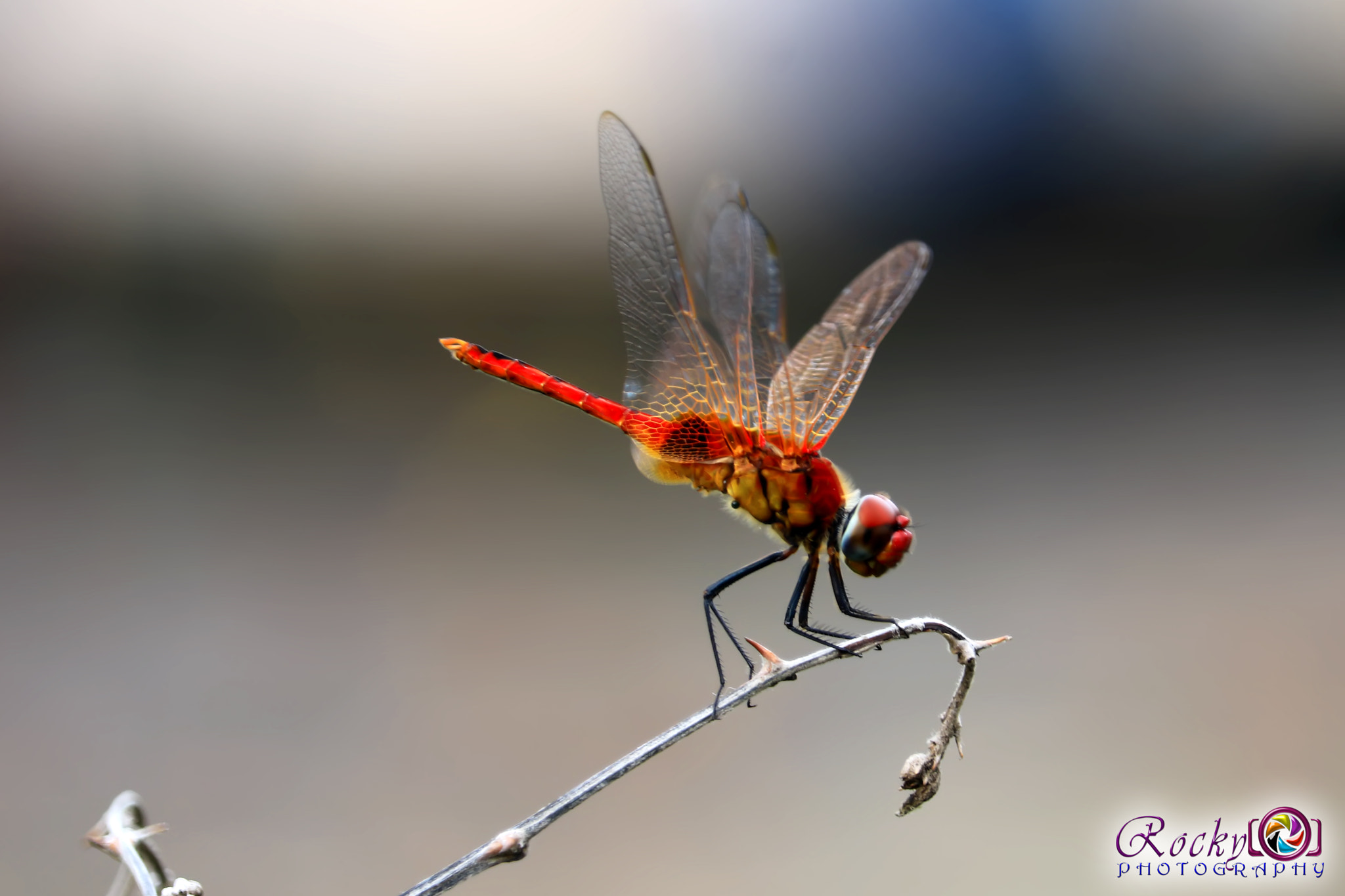 Canon EF-S 55-250mm F4-5.6 IS STM sample photo. Beautiful bangladesh photography