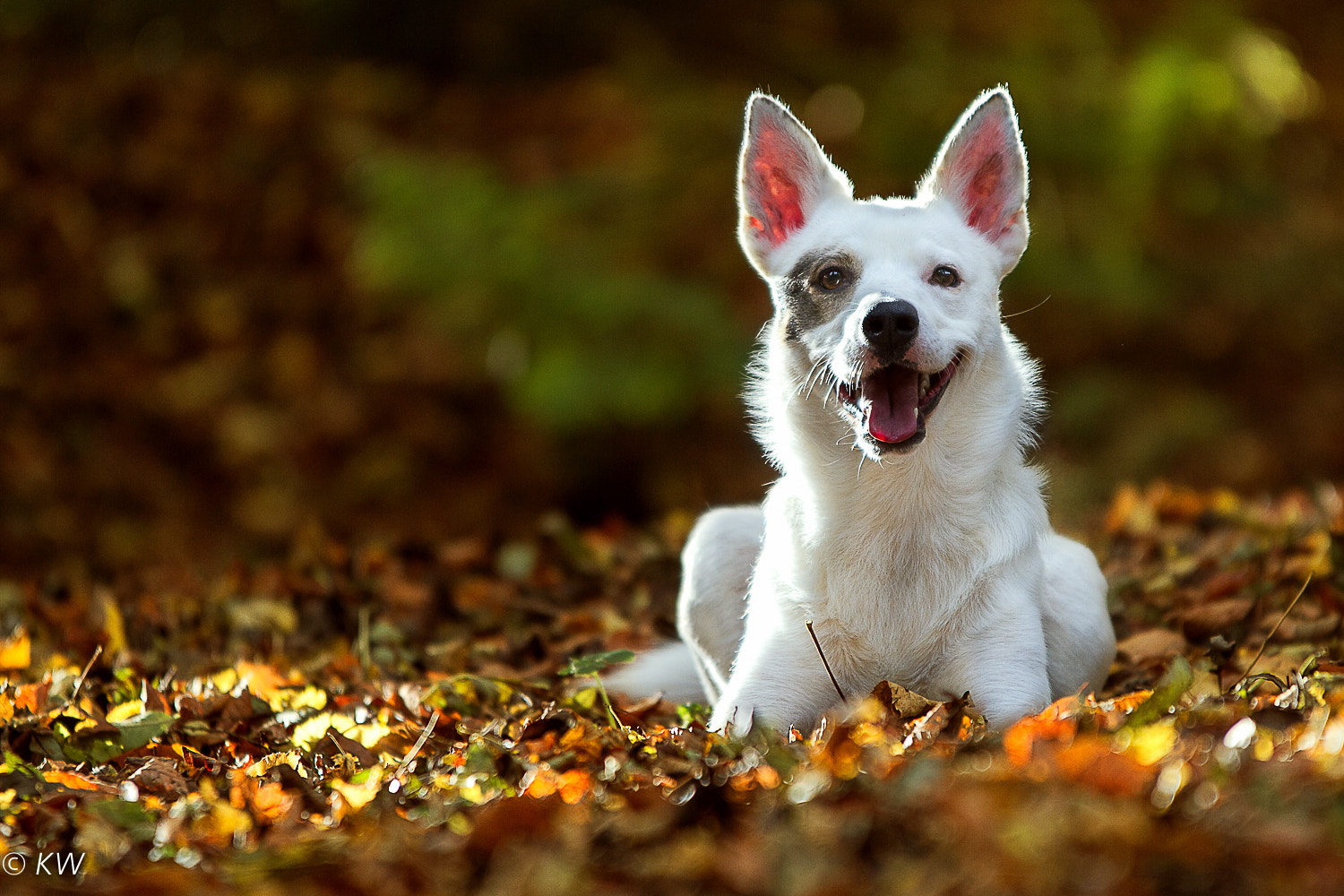 Sigma 70-200mm F2.8 EX DG OS HSM sample photo. Happy dog photography