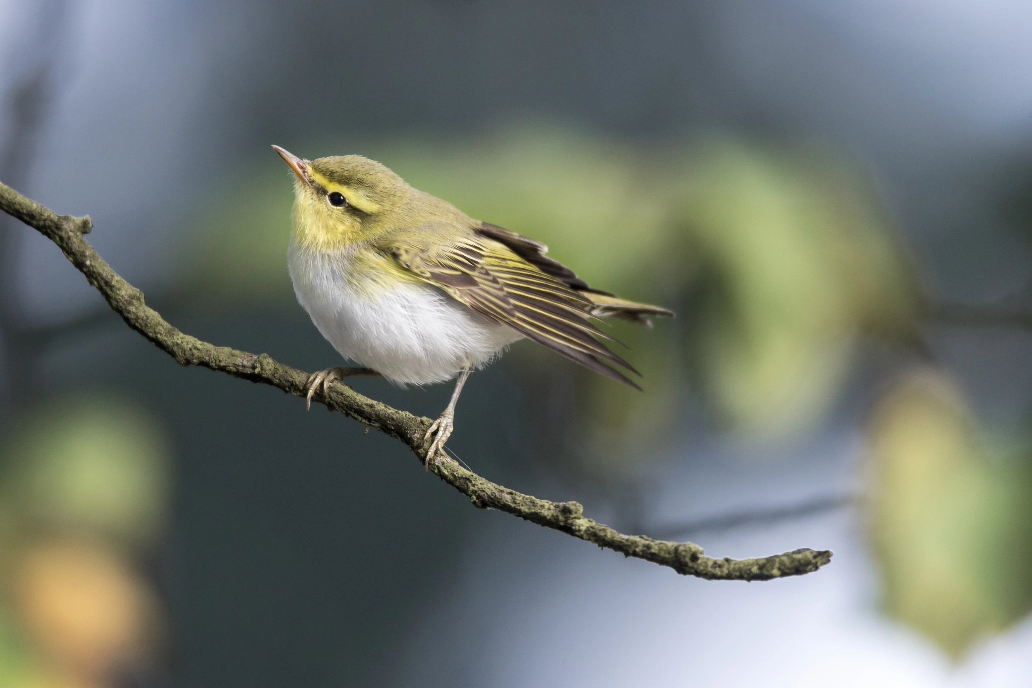 Canon EF 600mm F4L IS USM sample photo. Wood warbler photography