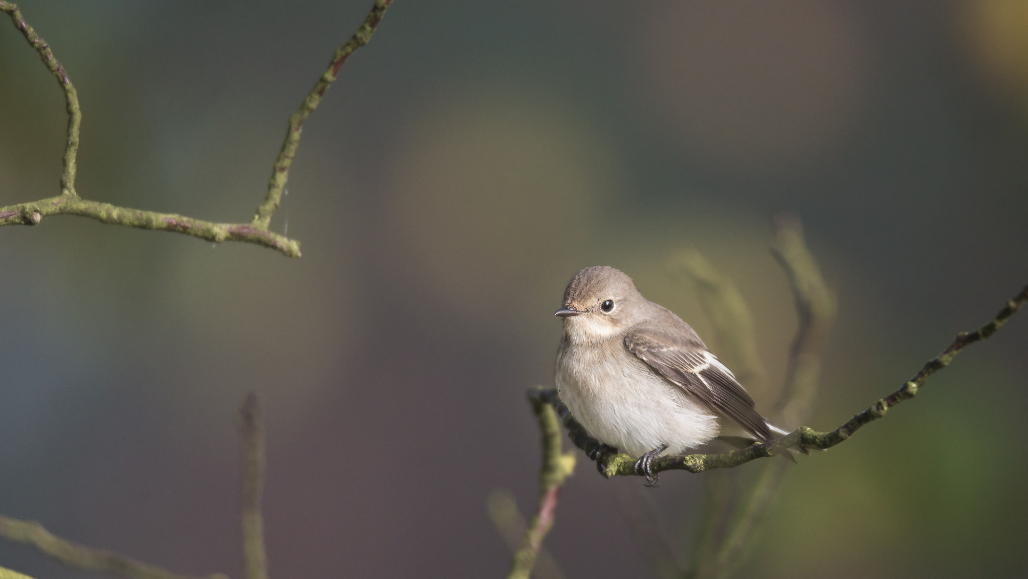 Canon EF 600mm F4L IS USM sample photo. Pied flycatcher photography