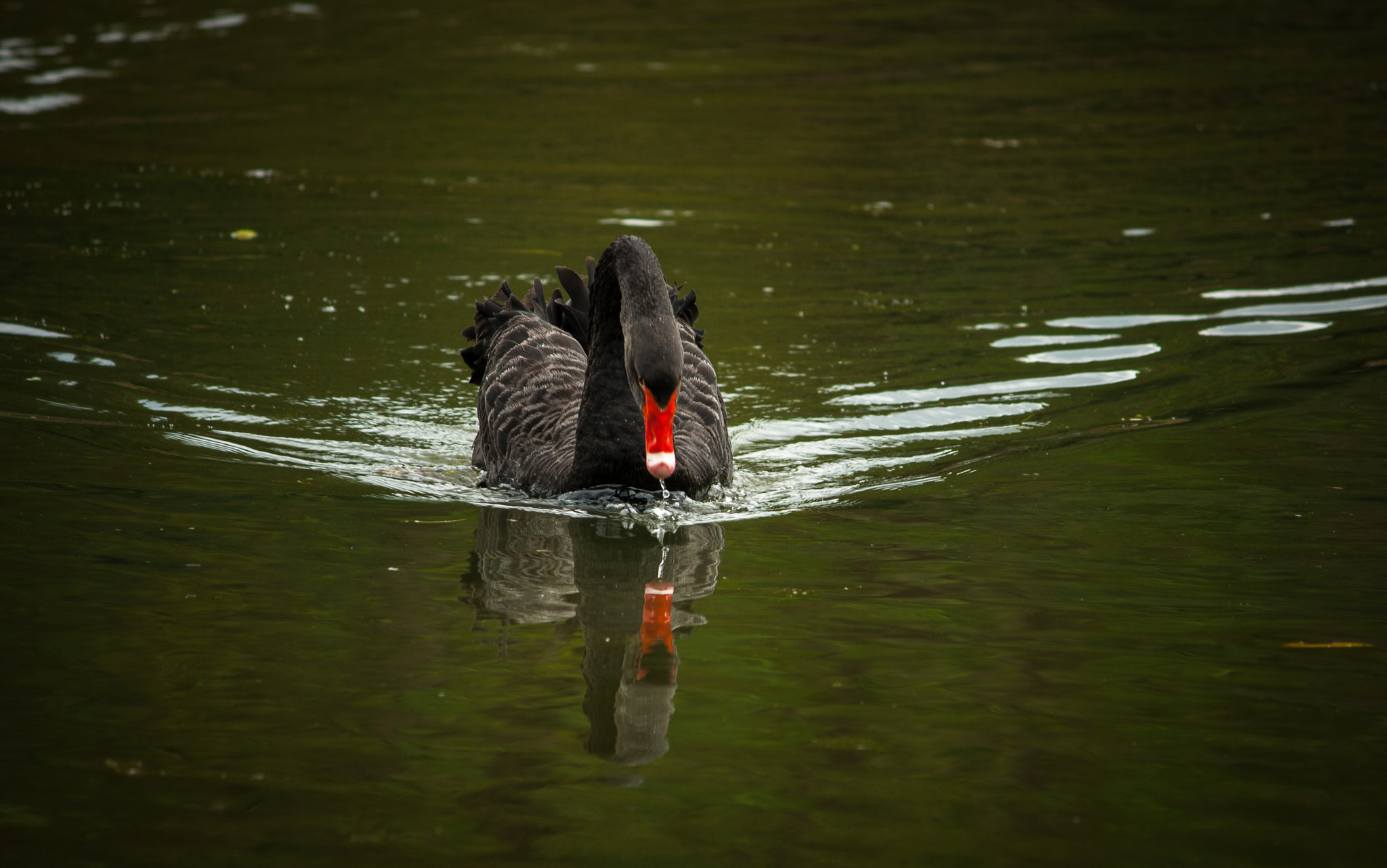 Canon EOS 400D (EOS Digital Rebel XTi / EOS Kiss Digital X) sample photo. Black swan photography