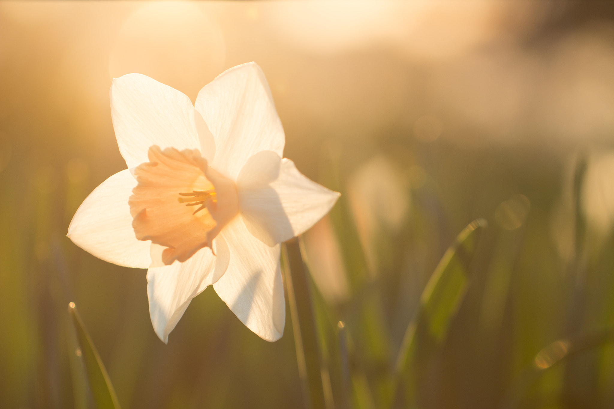 Canon EF 100mm F2.8L Macro IS USM sample photo. Narcissist photography