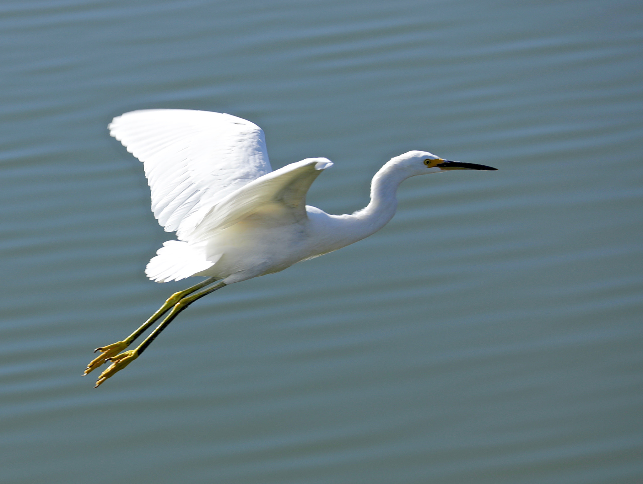 Canon EF 70-200mm F2.8L IS II USM sample photo. Snowy white egret photography
