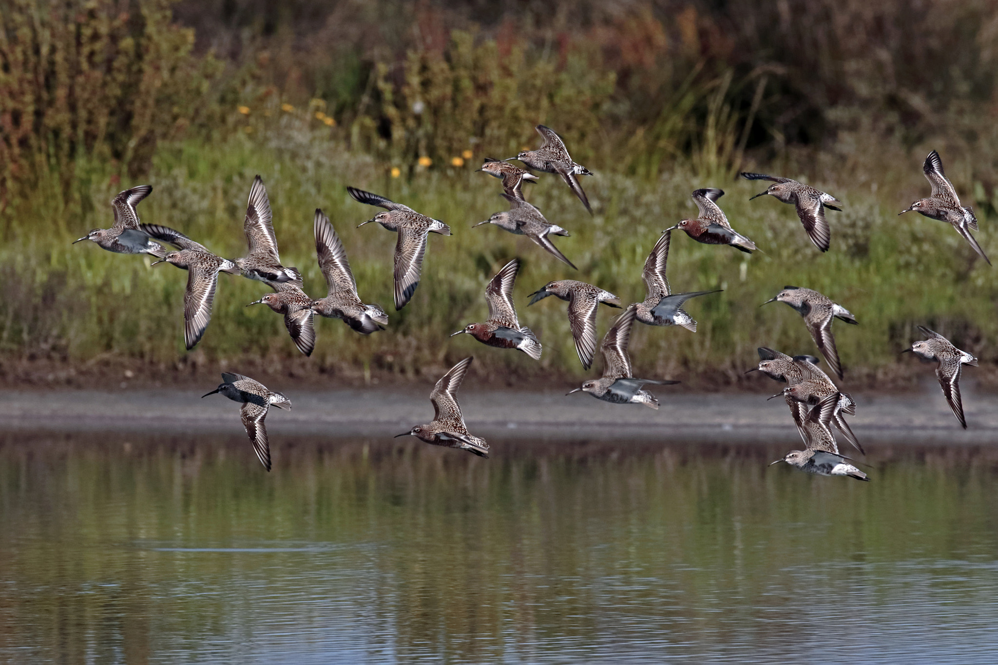 Canon EOS 7D Mark II + Canon EF 300mm F2.8L IS II USM sample photo. Common sandpipers photography