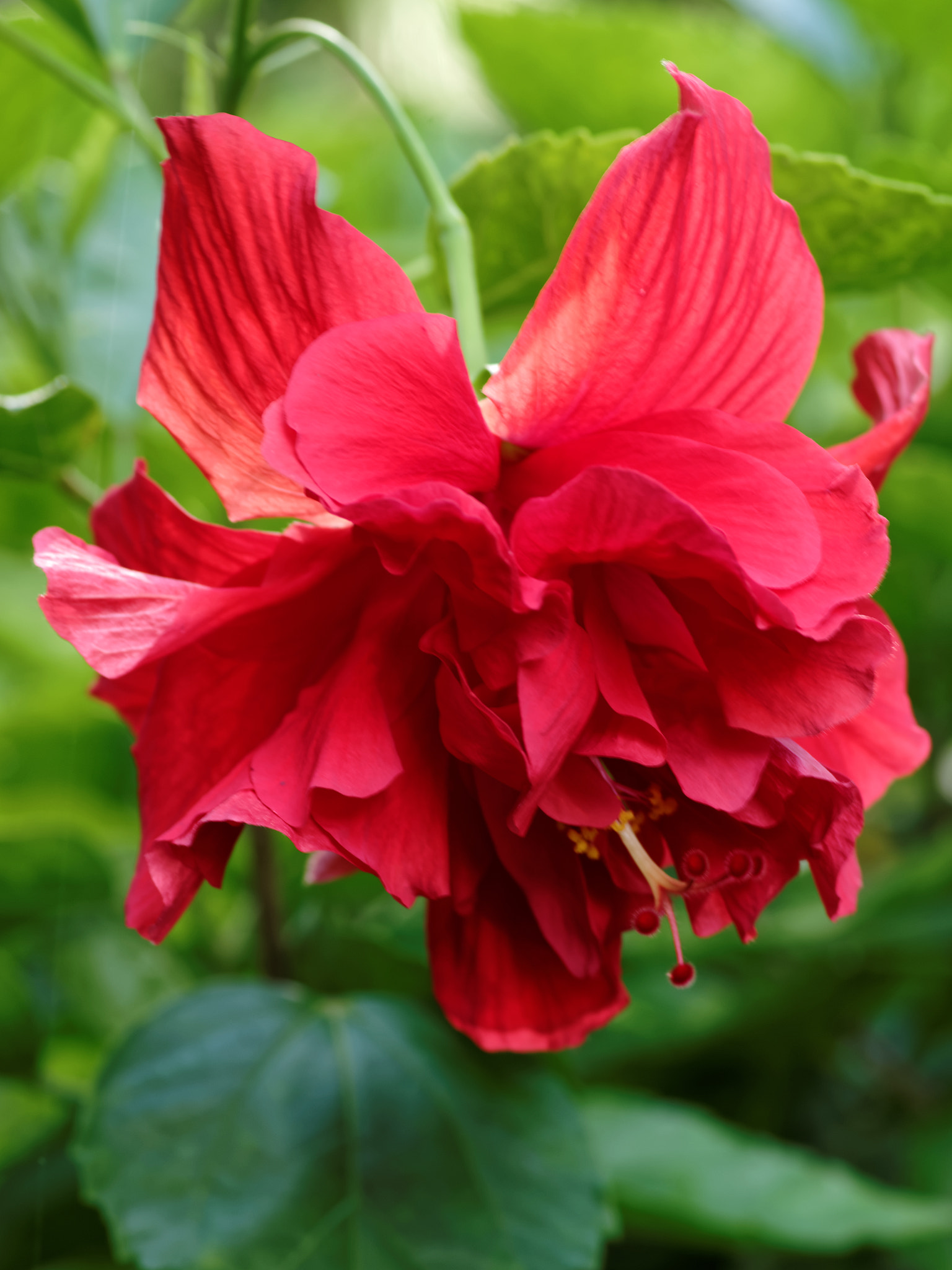 Pentax smc D-FA 100mm F2.8 Macro WR sample photo