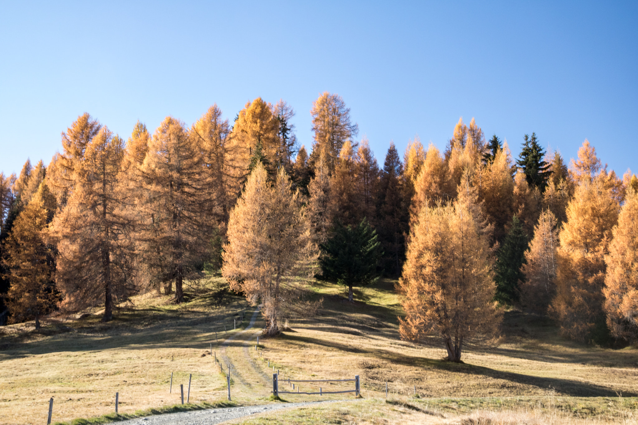 Canon EOS 760D (EOS Rebel T6s / EOS 8000D) sample photo. Autumn at its best photography