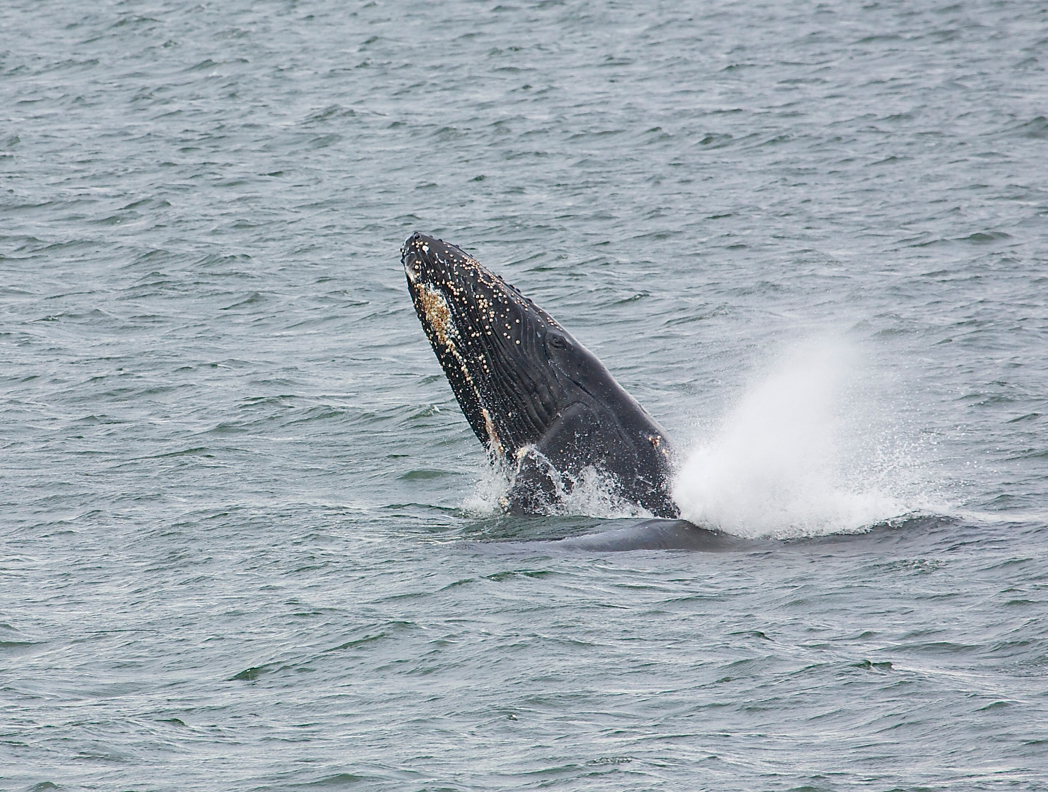 Canon EOS 5D + Canon EF 100-400mm F4.5-5.6L IS USM sample photo. Young whale photography