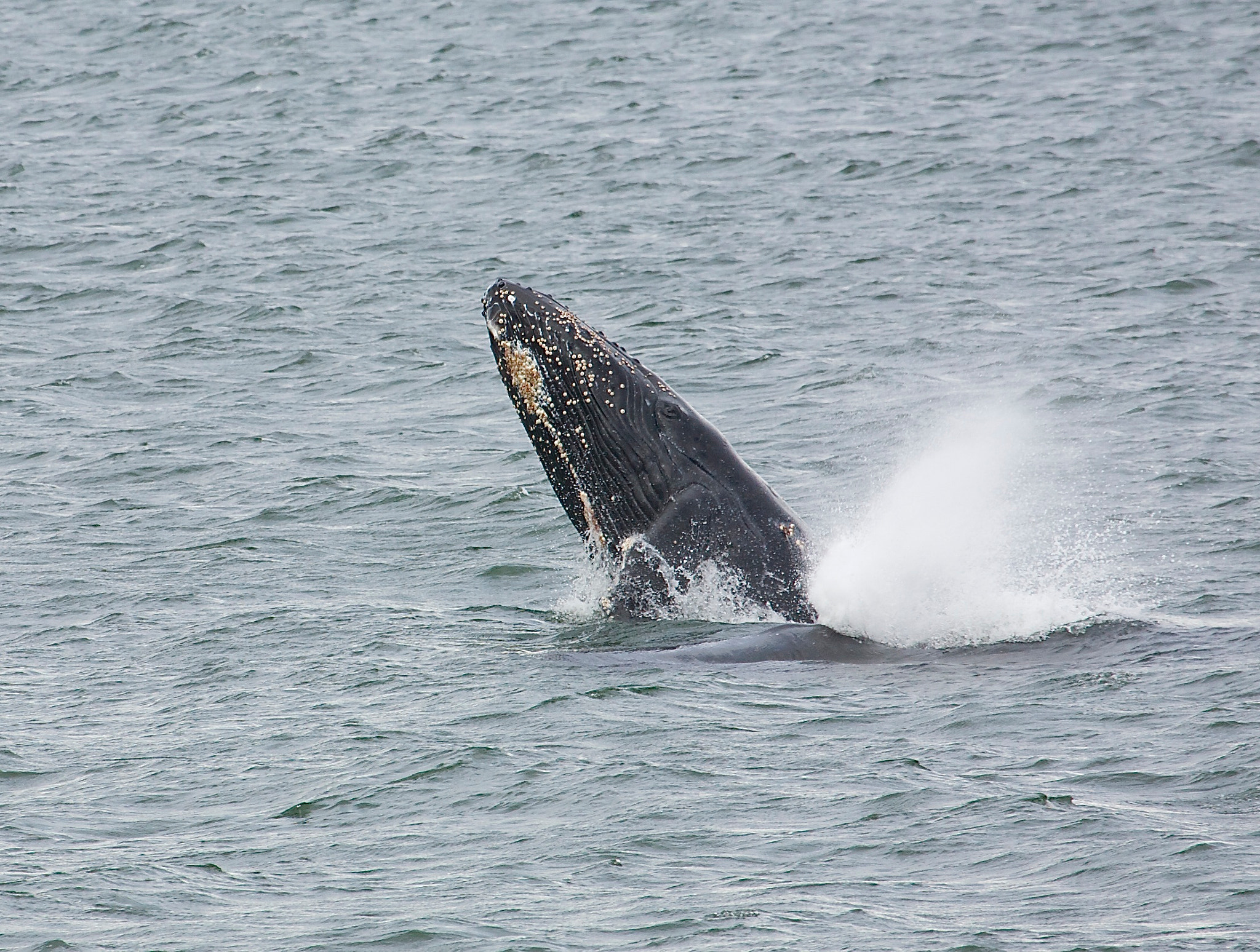 Canon EF 100-400mm F4.5-5.6L IS USM sample photo. Young whale photography