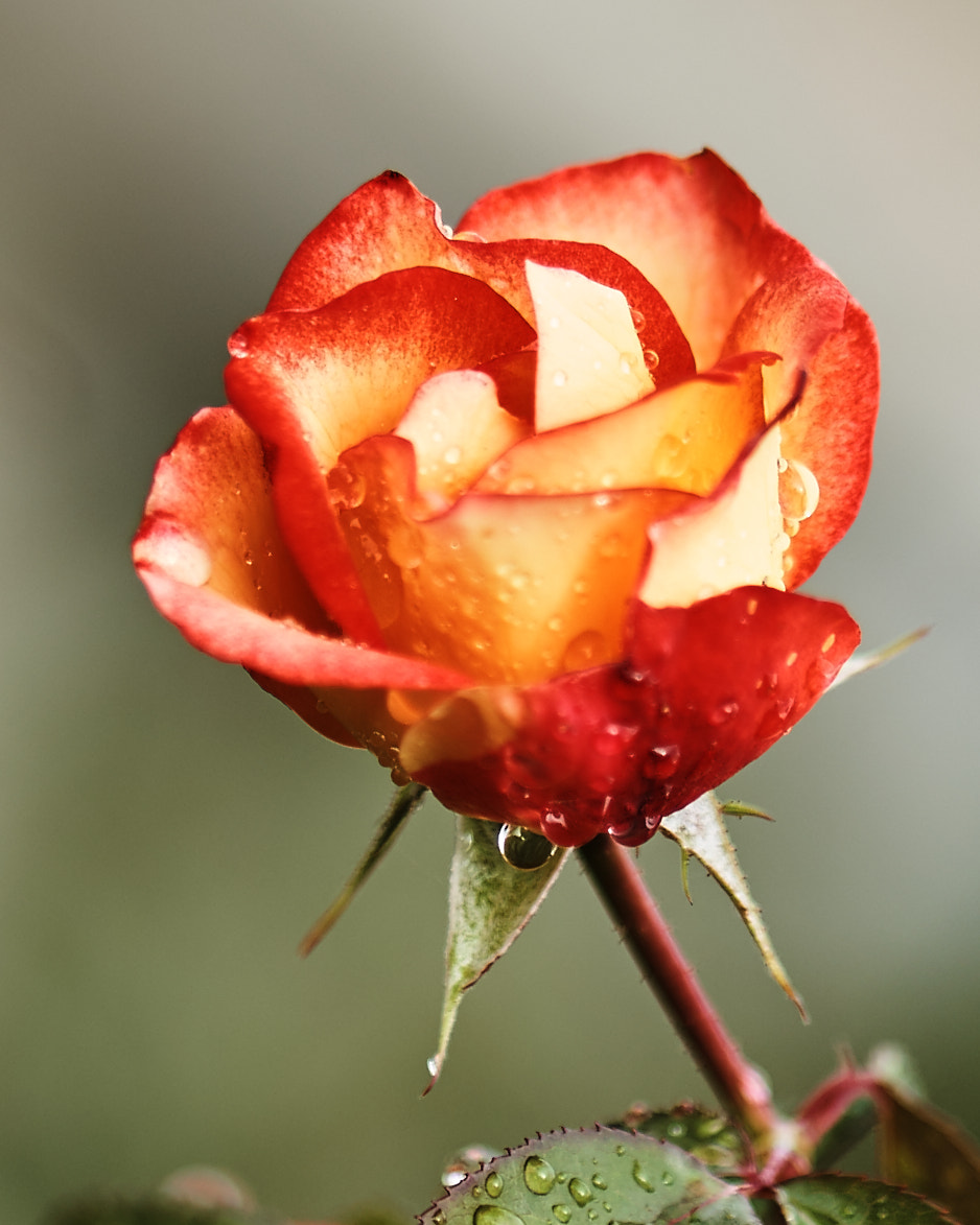 ZEISS Batis 85mm F1.8 sample photo. Rose portrait photography