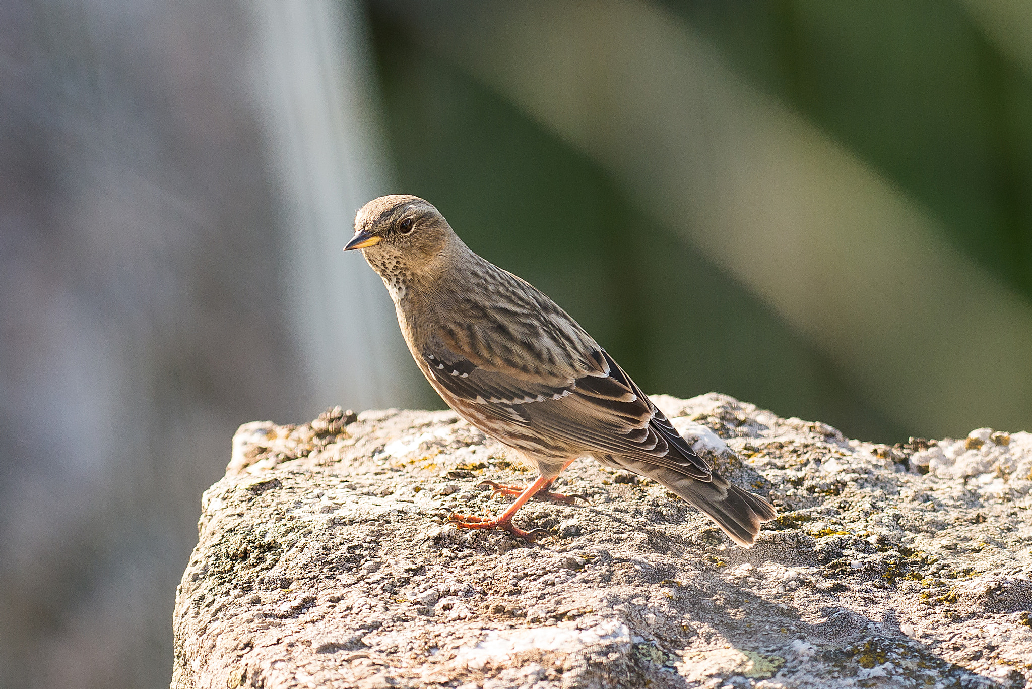 Nikon AF-S Nikkor 200-500mm F5.6E ED VR sample photo. Cip photography