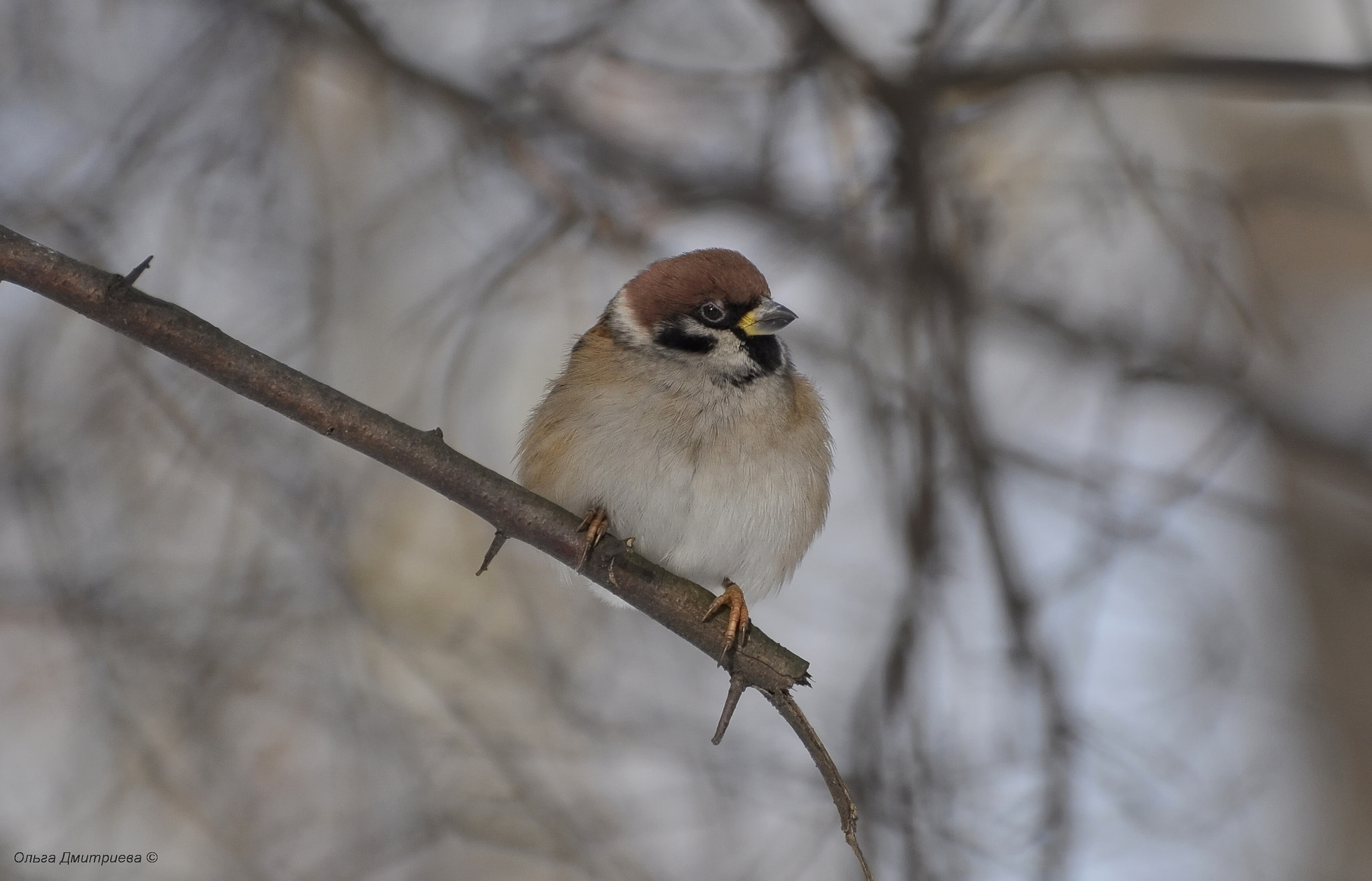 Nikon D5000 sample photo. *** photography