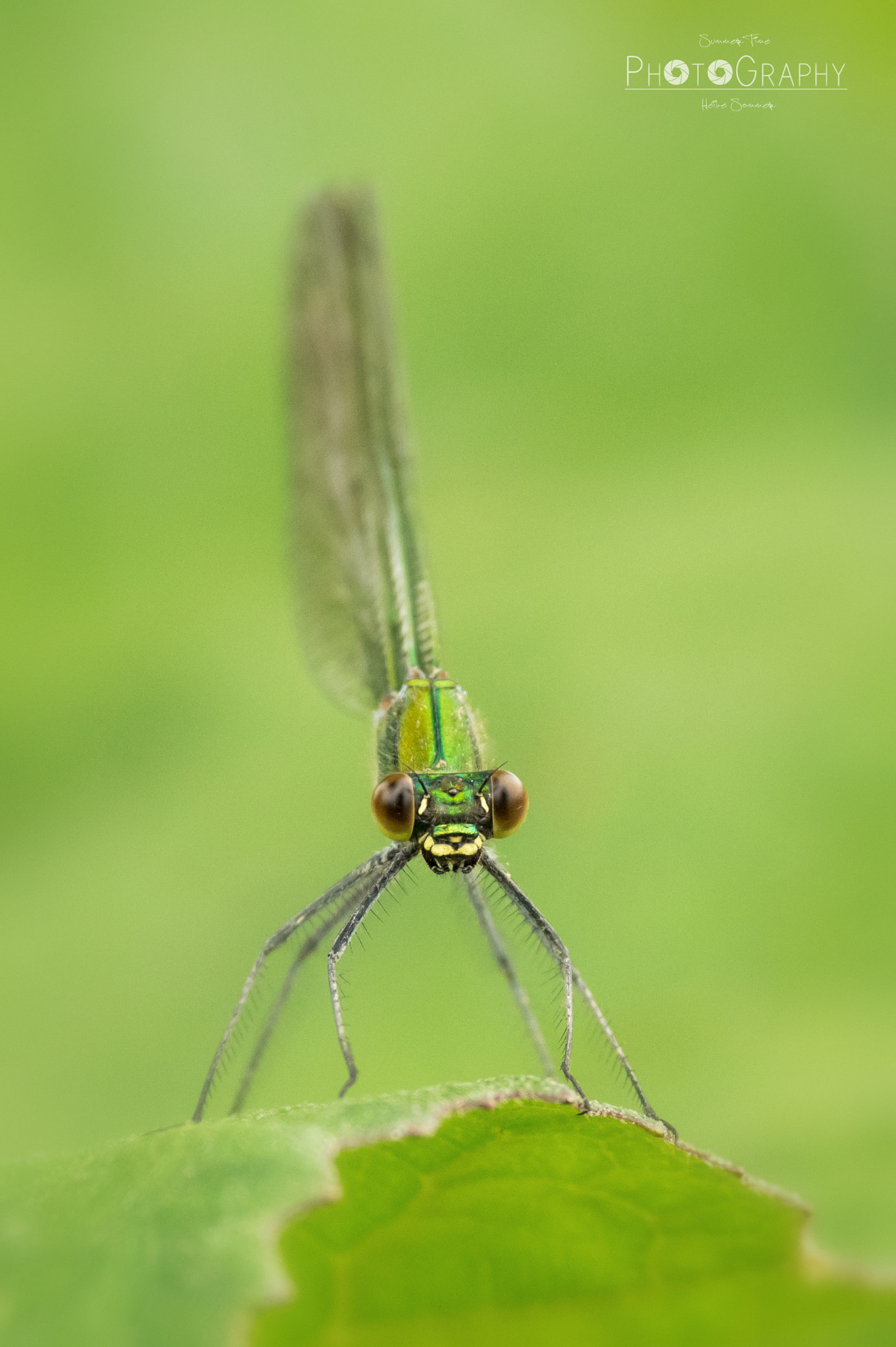 Pentax smc DA* 300mm F4.0 ED (IF) SDM sample photo. Peek-a-boo... photography