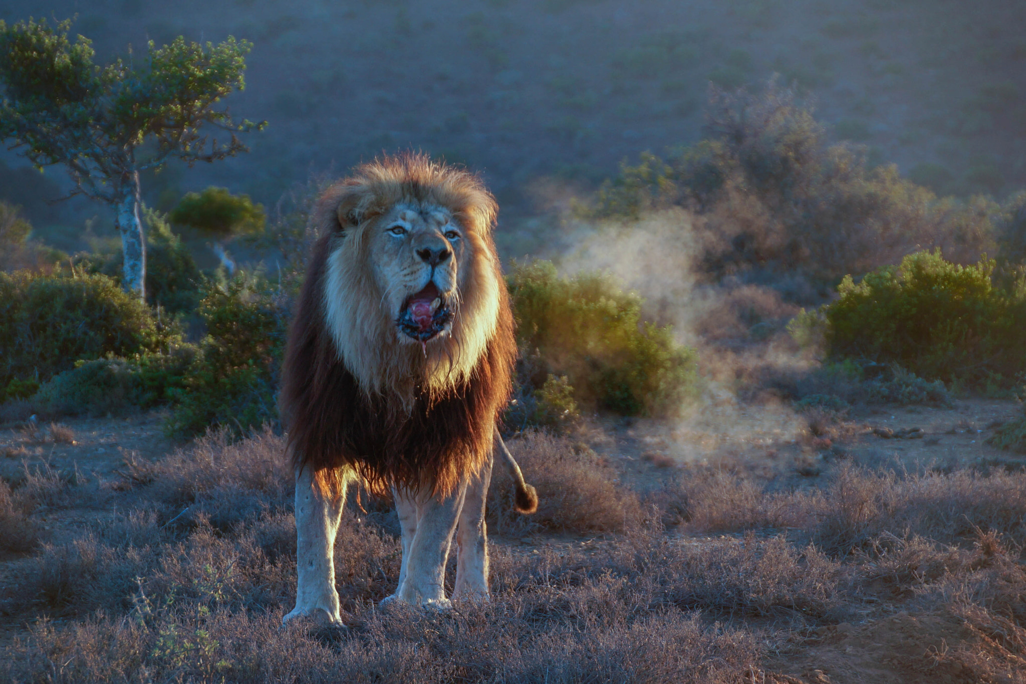 Sony SLT-A99V sample photo. Kazuko lion 1 photography