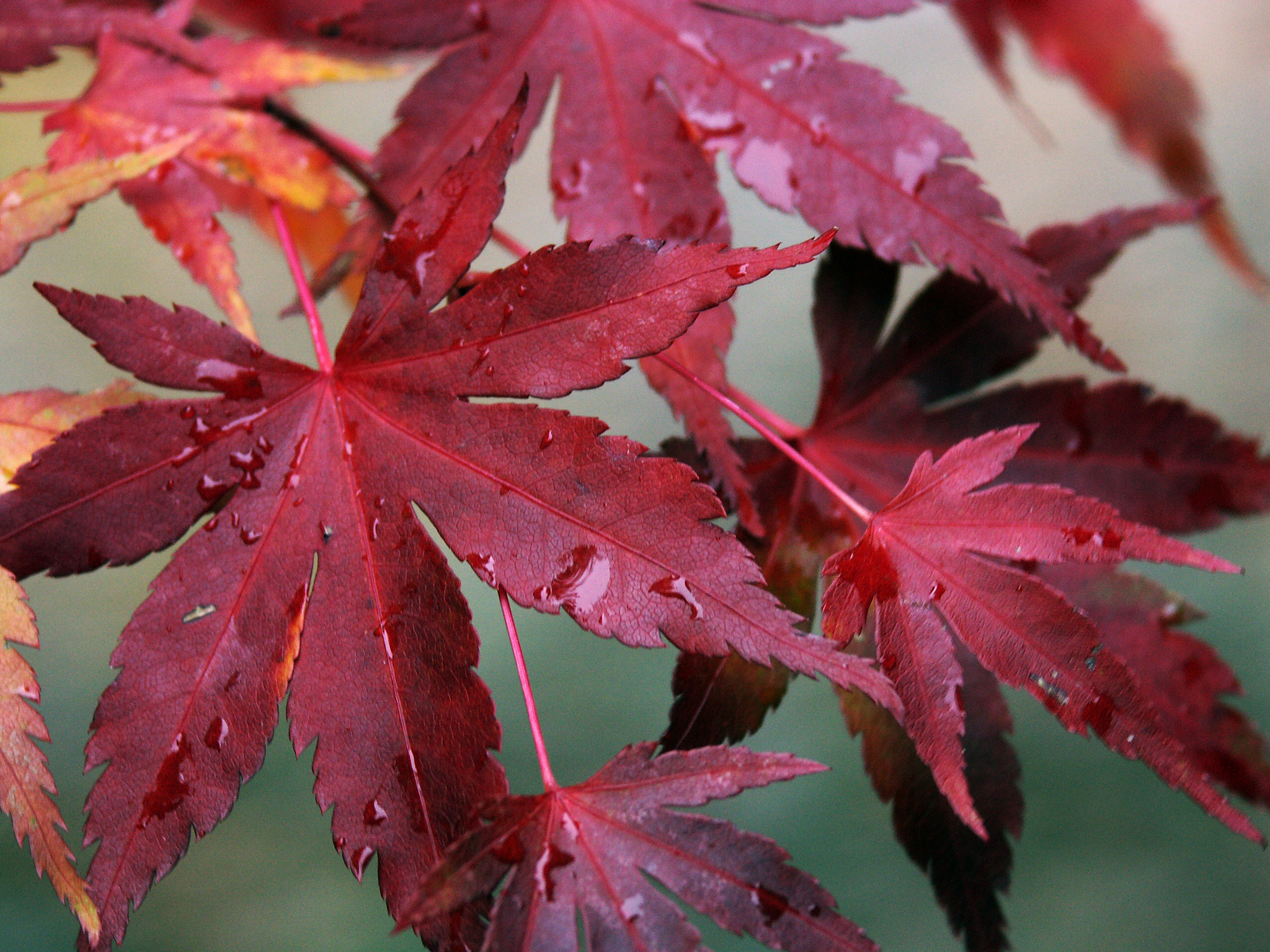 KONICA MINOLTA DiMAGE A1 sample photo. Red stars photography