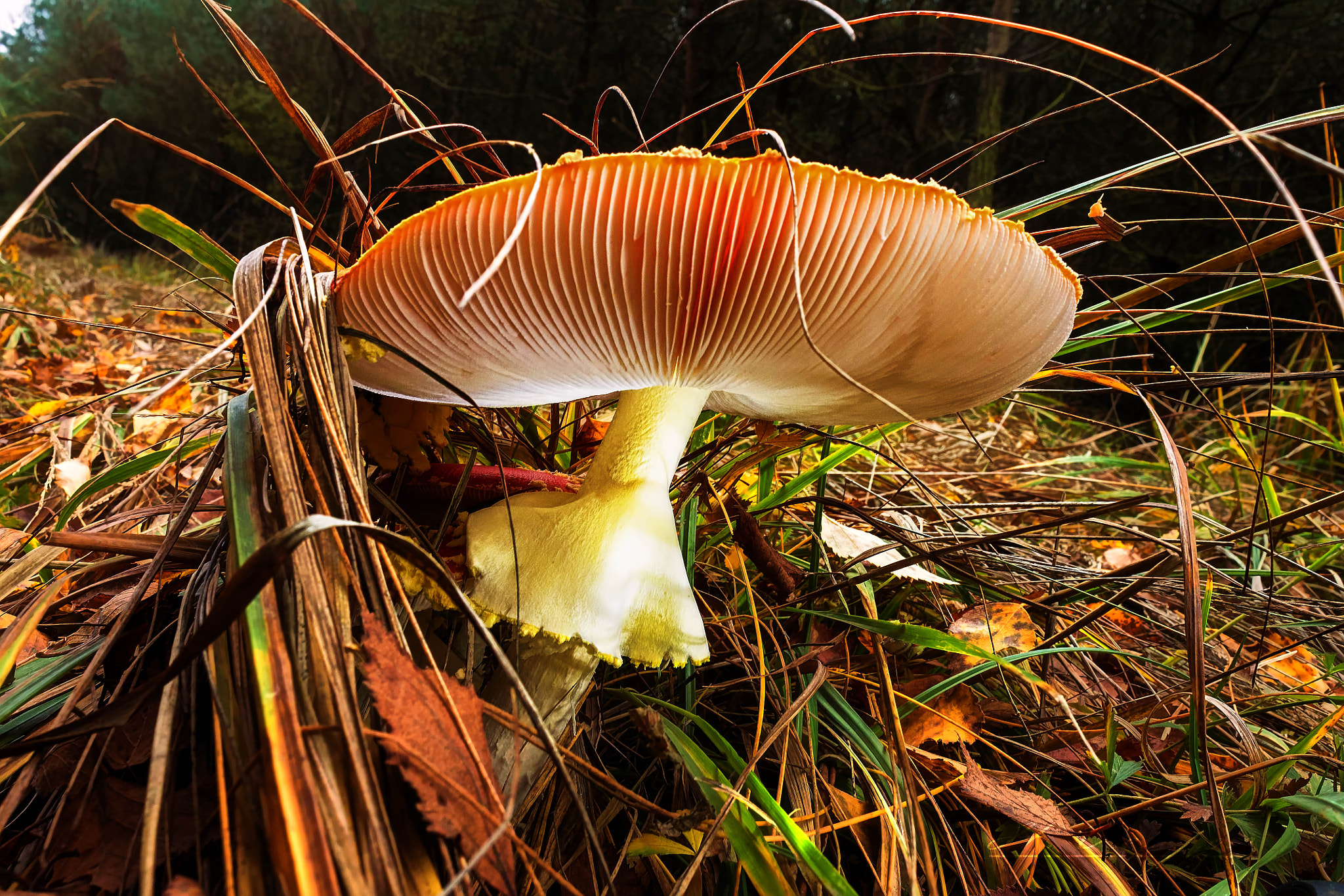 Canon EF-S 18-55mm F3.5-5.6 IS sample photo. Champignon photography