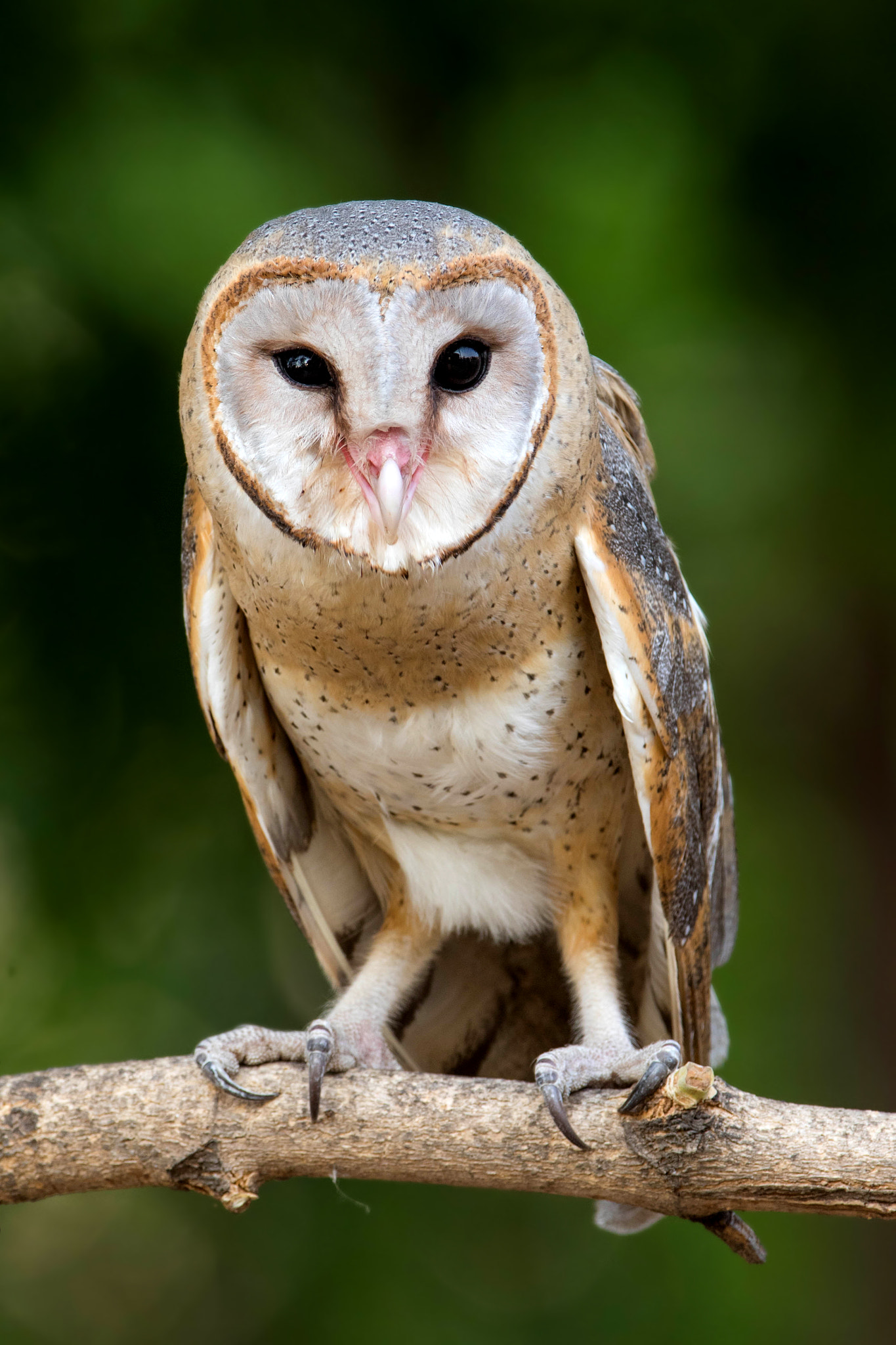 Canon EOS 7D Mark II sample photo. Barnowl photography