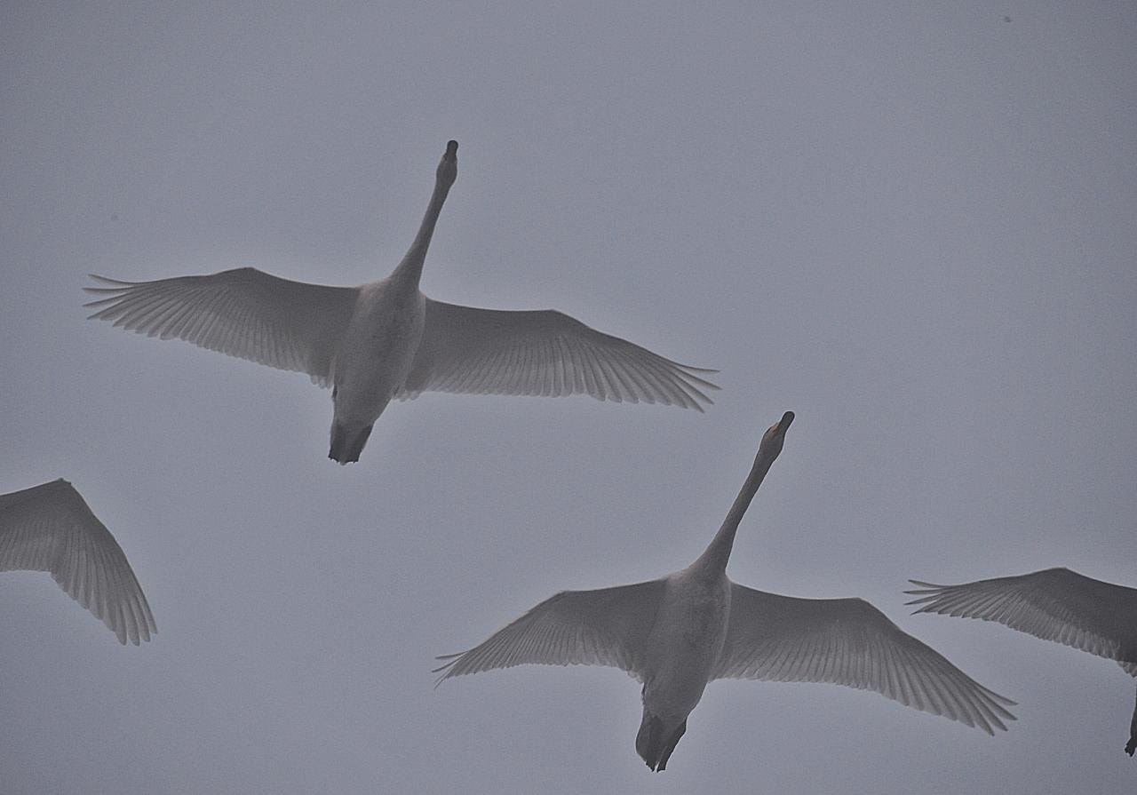 Sigma 150-600mm F5-6.3 DG OS HSM | S sample photo