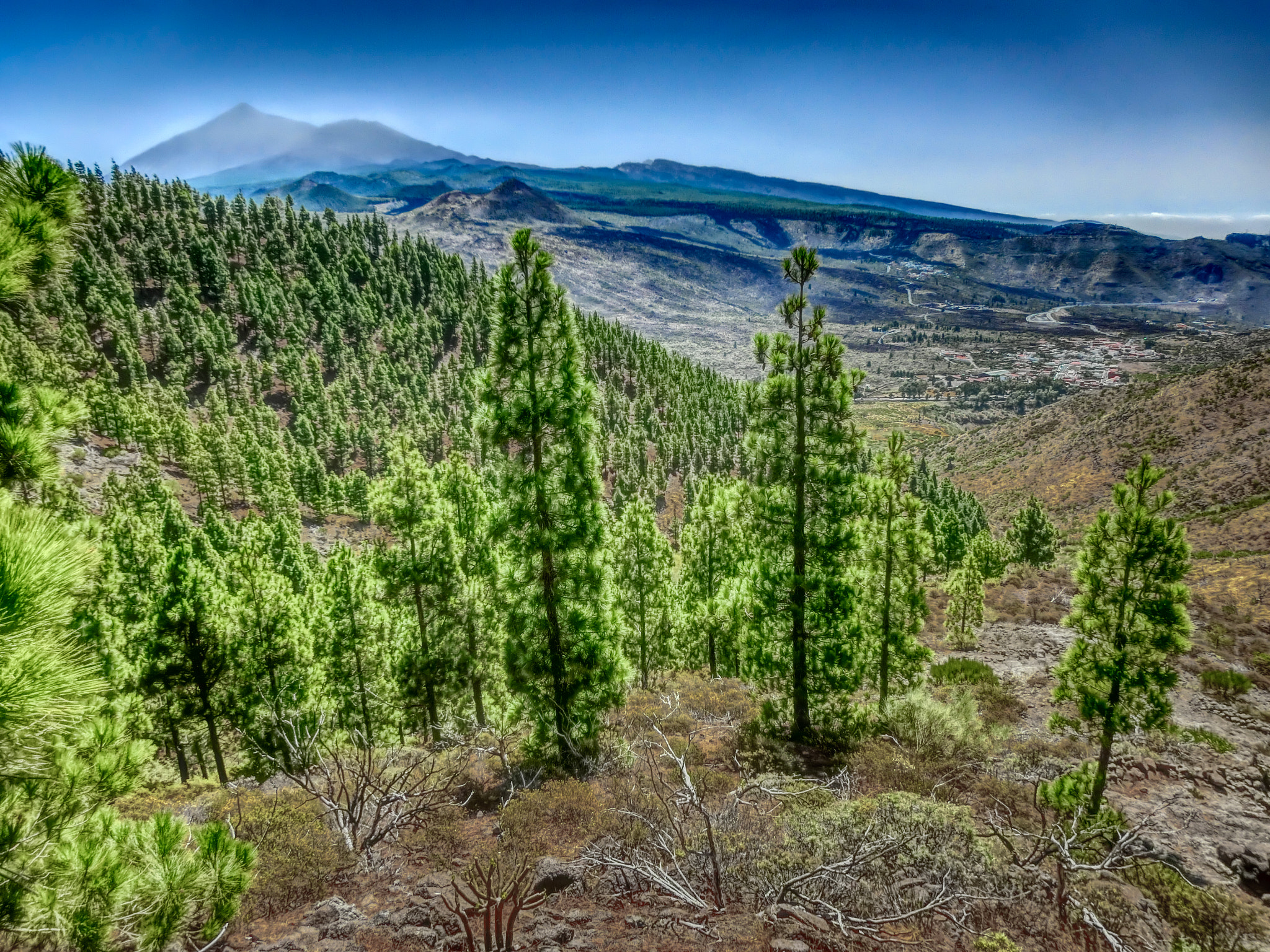 CASIO EX-ZR500 sample photo. Tenerife forest and mountains photography