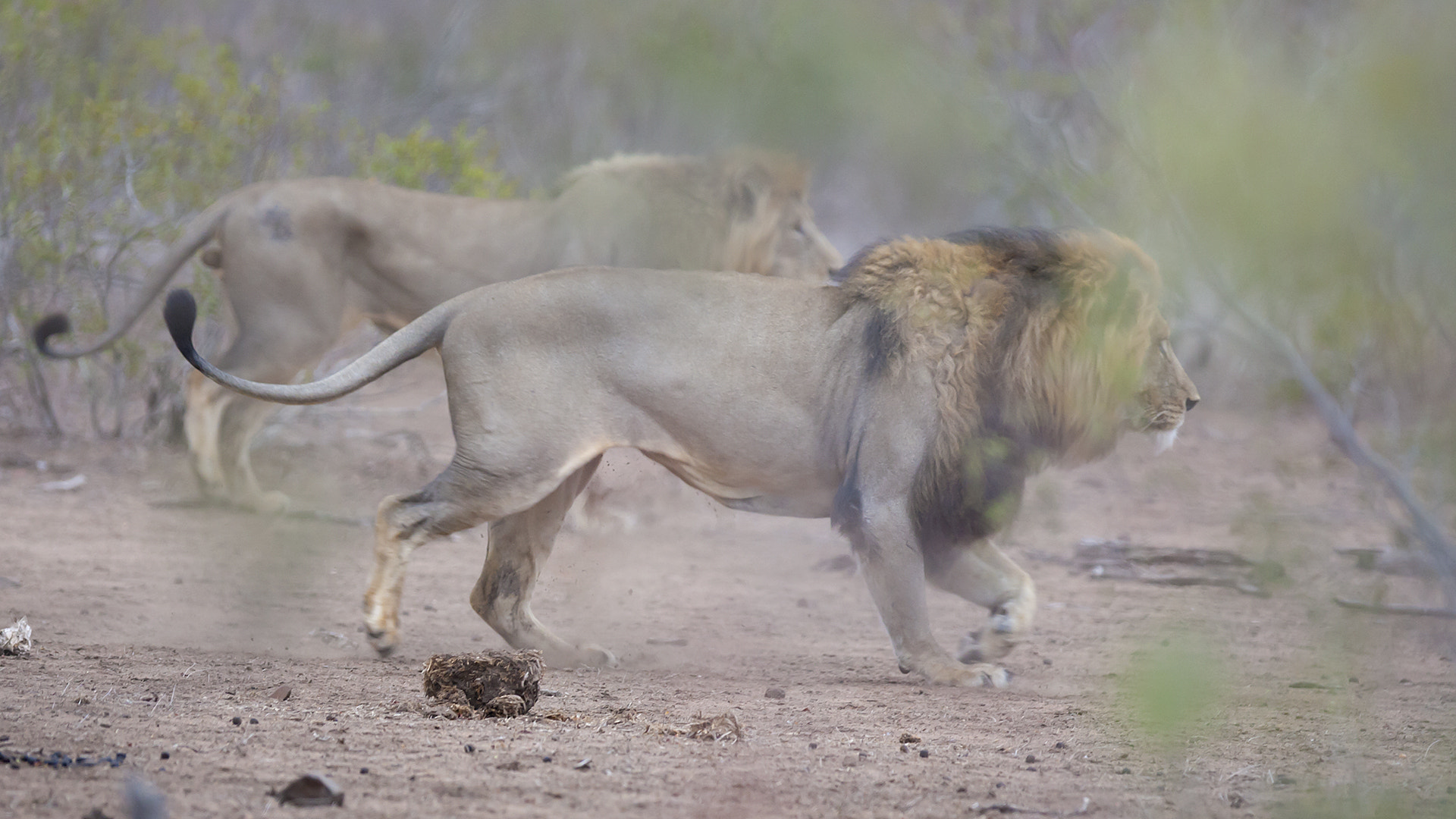 Canon EF 300mm F2.8L IS USM sample photo. The hunt part 1 photography