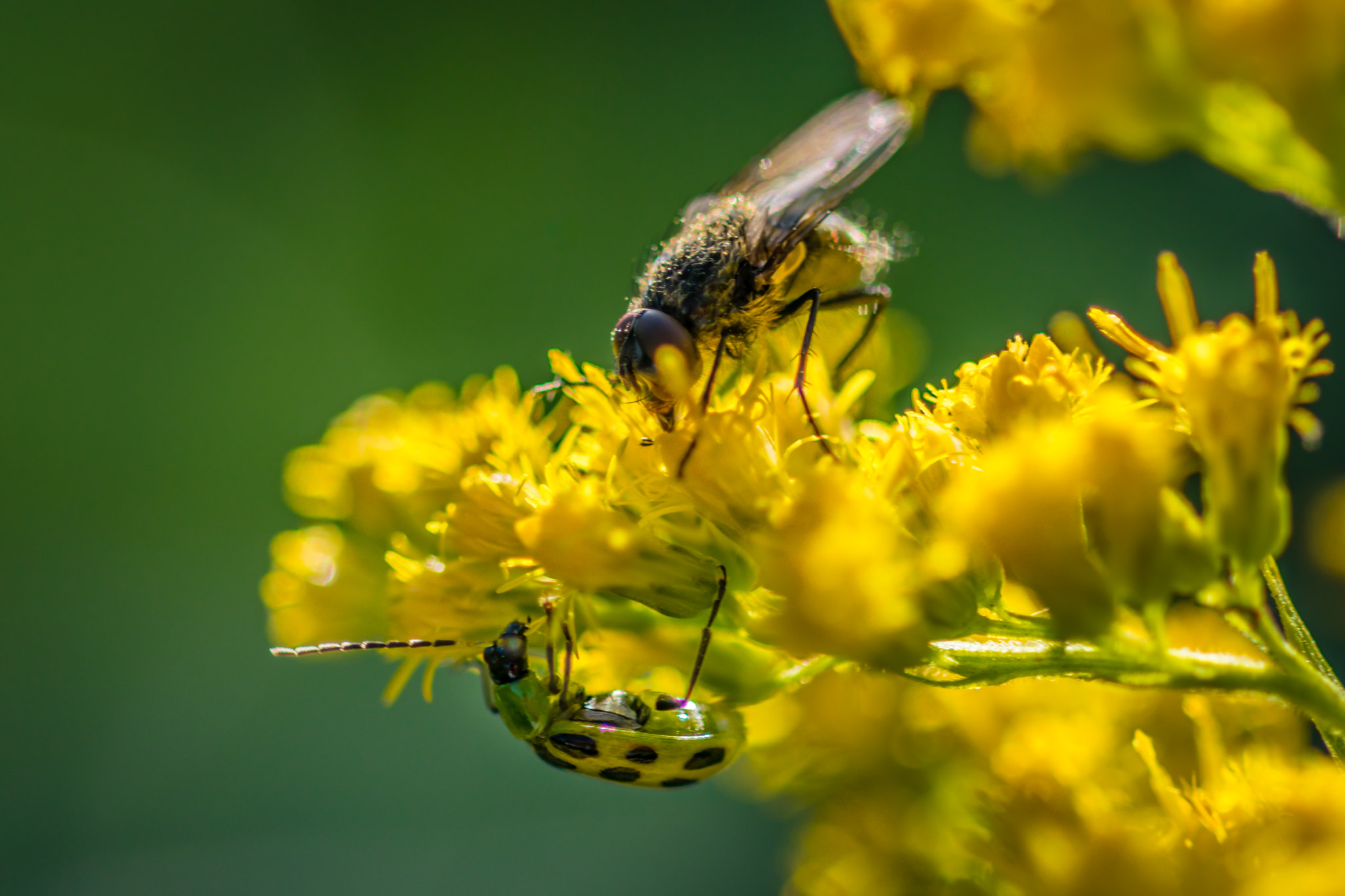 Sigma 105mm F2.8 EX DG OS HSM sample photo. The odd couple photography