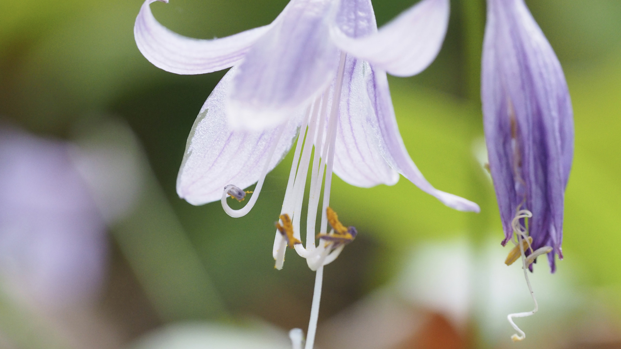 Olympus M.Zuiko Digital ED 60mm F2.8 Macro sample photo. Bokeh rocks photography