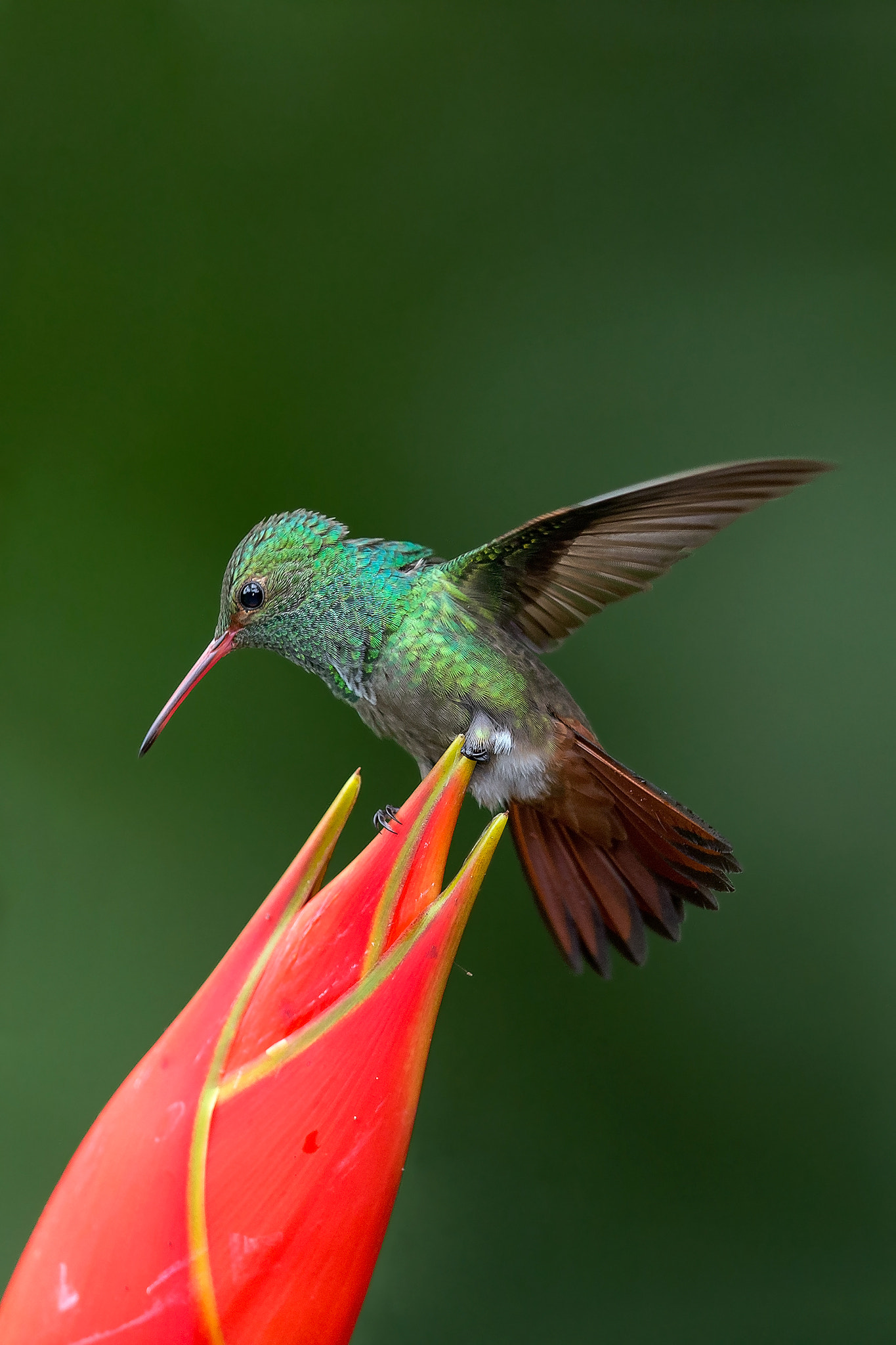 Canon EOS-1D X sample photo. Rufous-tailed hummingbird 2 photography