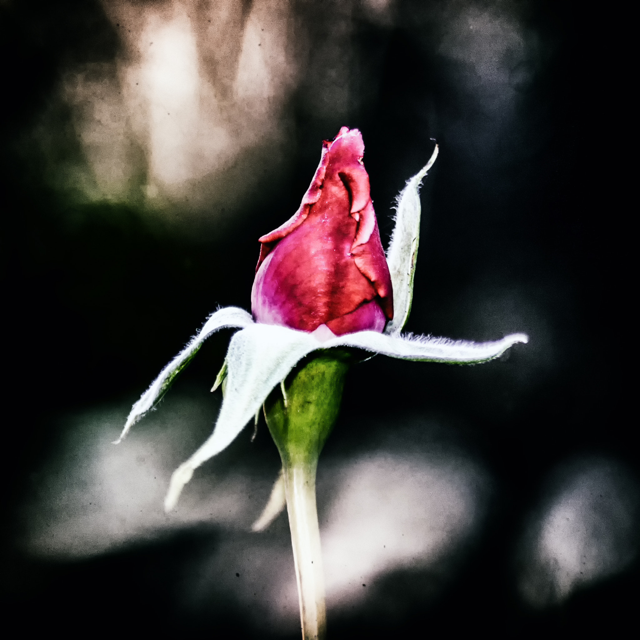 AF Zoom-Nikkor 28-105mm f/3.5-4.5D IF sample photo. The rose photography
