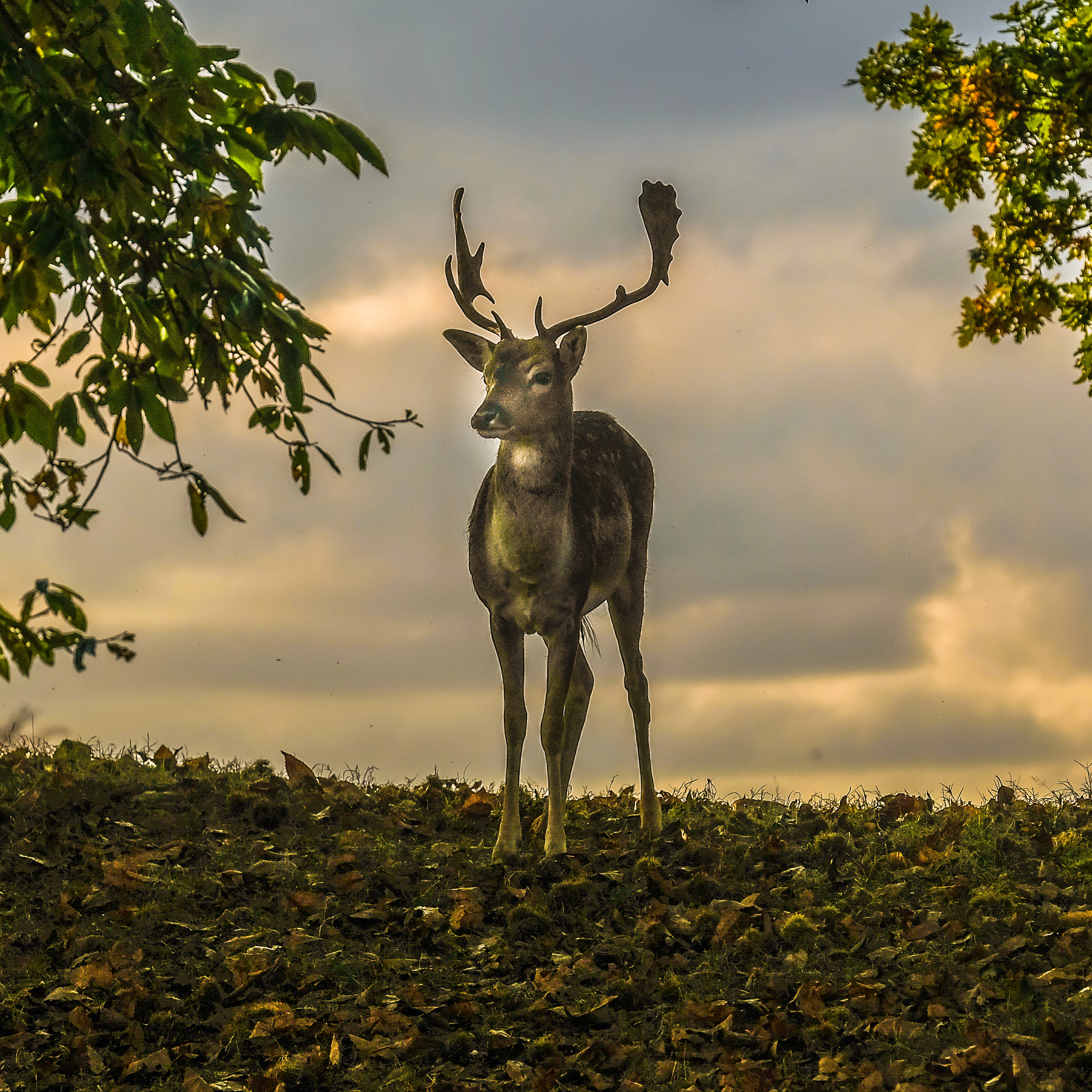 Fujifilm X-Pro2 + Fujifilm XF 50-140mm F2.8 R LM OIS WR sample photo. Young stag in the evening photography