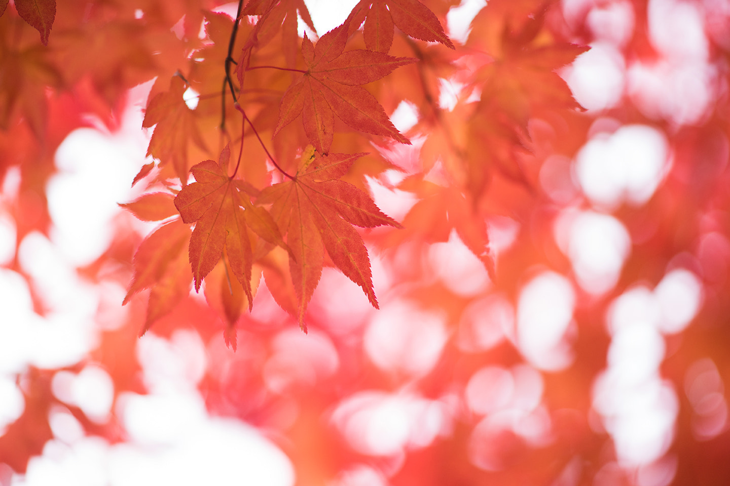 Sony Sonnar T* 135mm F1.8 ZA sample photo. Autumn color photography