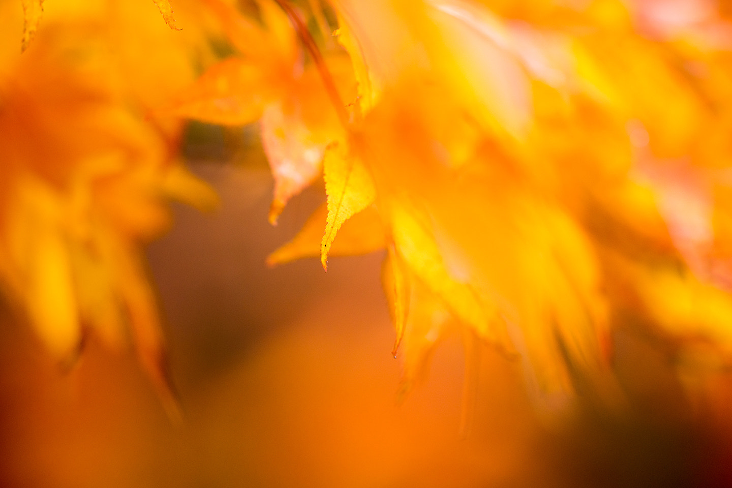 Sony a7 sample photo. Autumn color photography