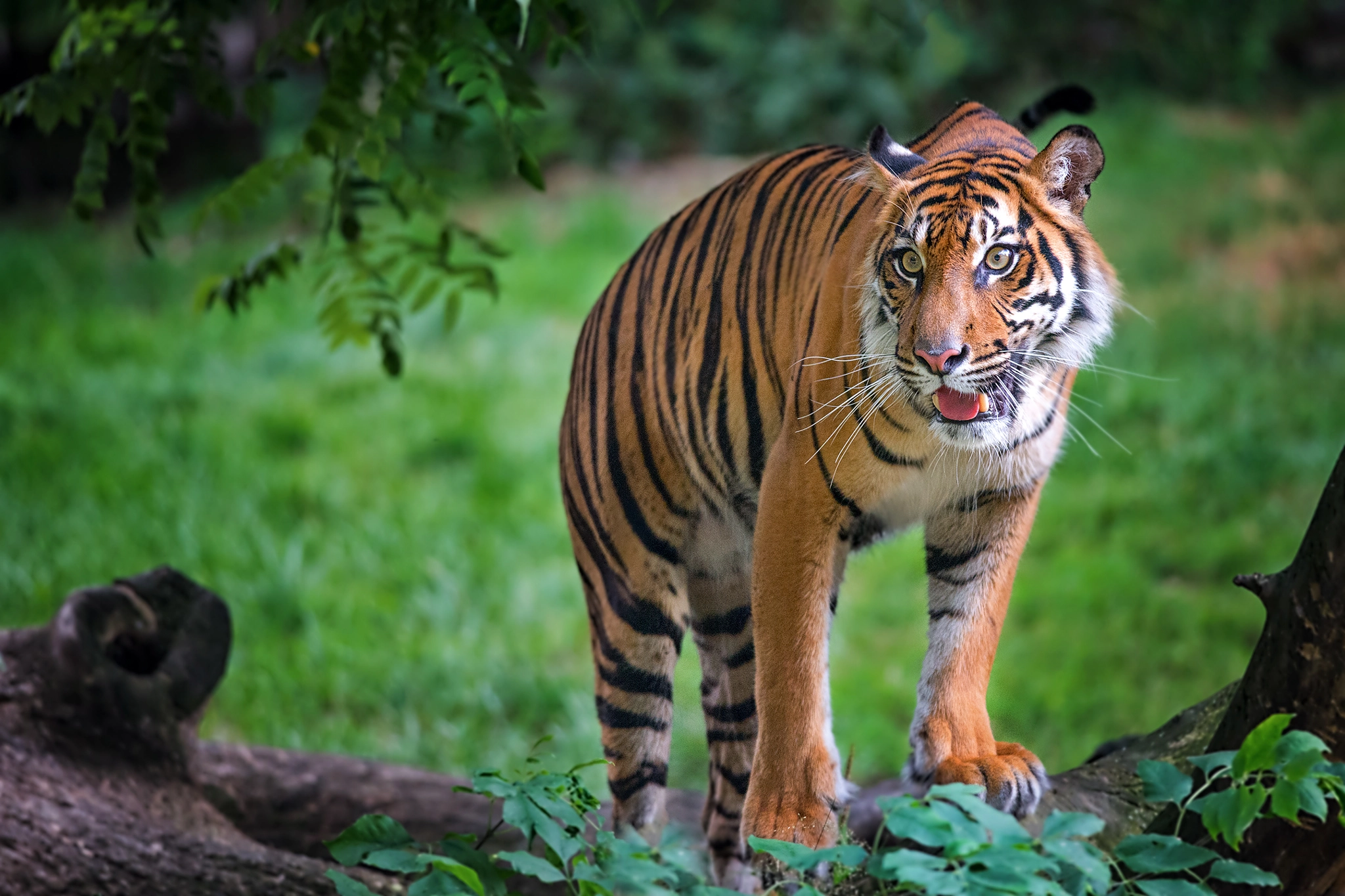 Nikon D610 sample photo. Tiger | zoo prague photography