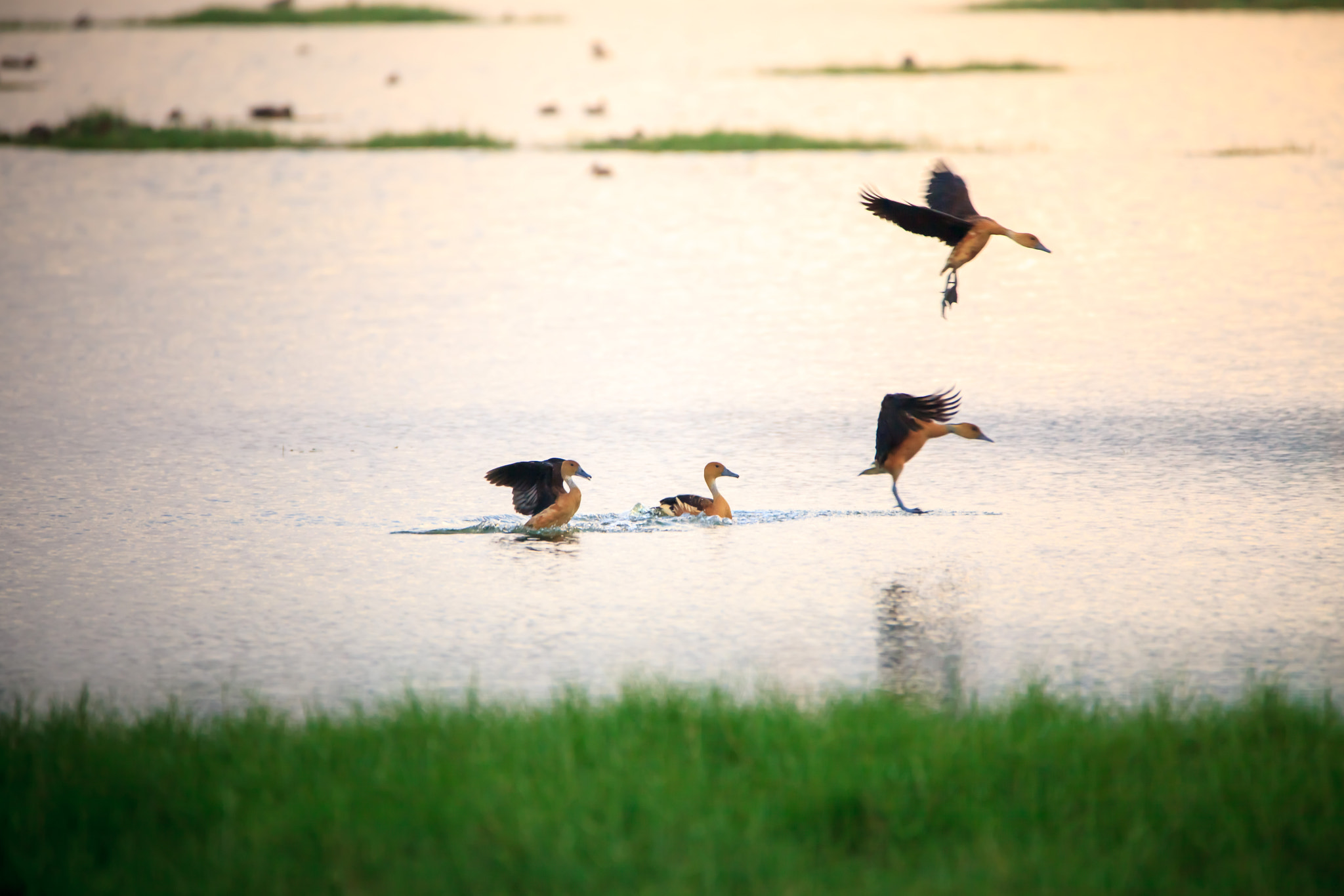 150-600mm F5-6.3 DG OS HSM | Contemporary 015 sample photo. Chennai migrant duck photography