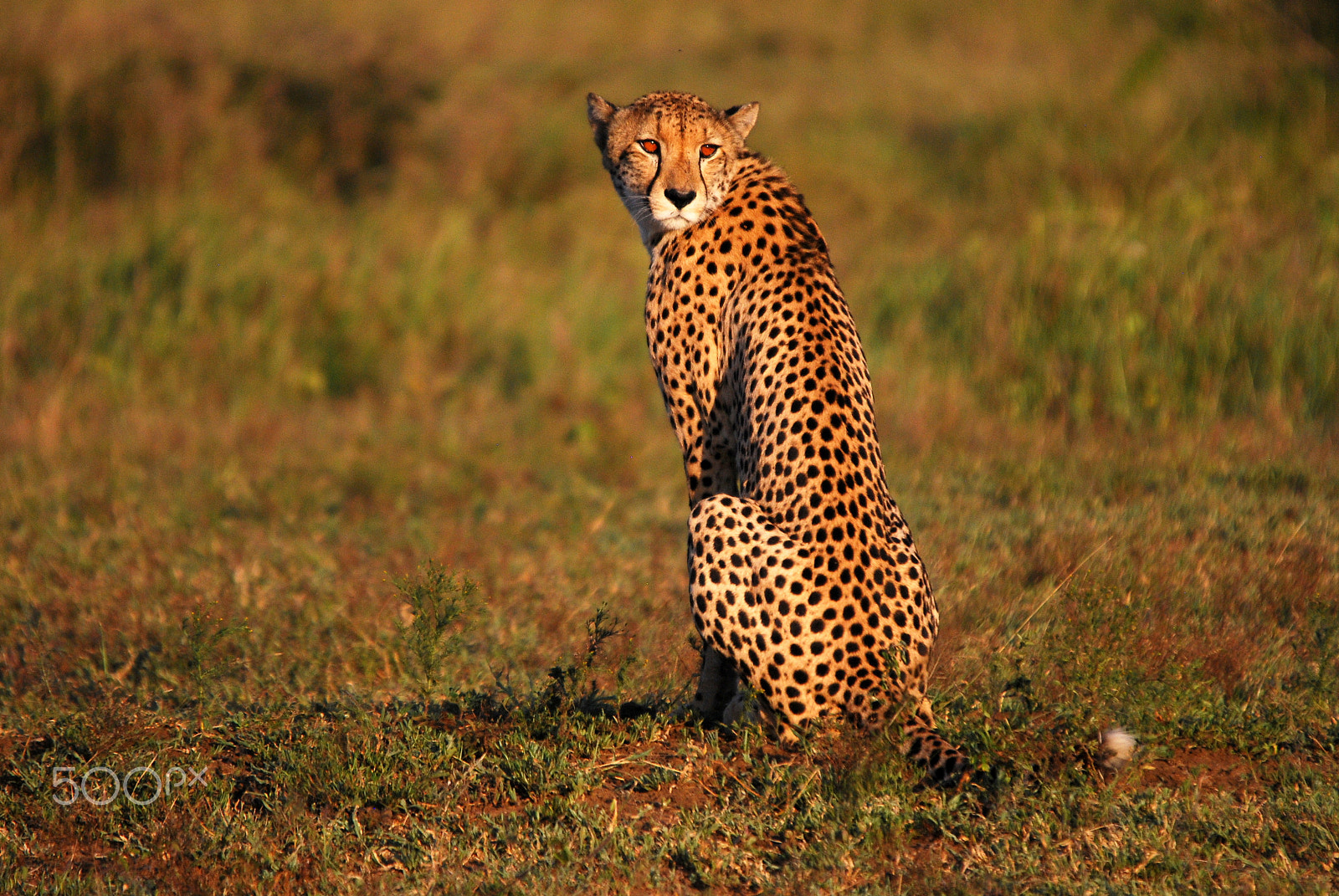 Nikon D80 sample photo. Adult female cheetah in game reserve photography