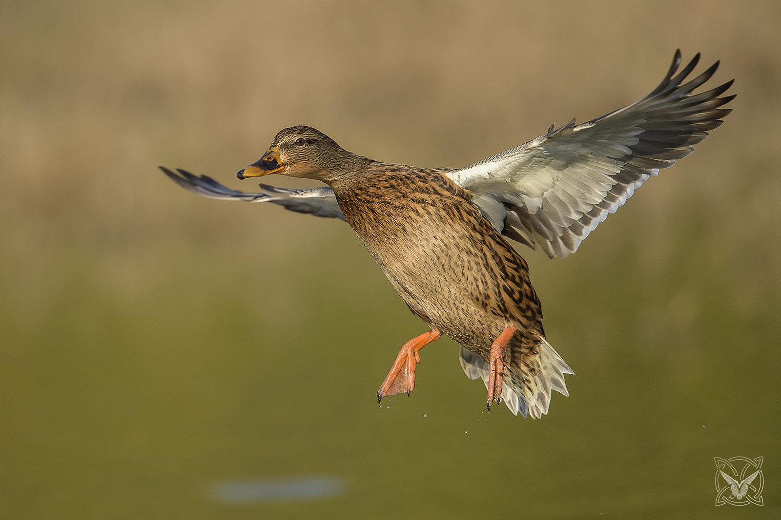 Nikon D4S + Nikon AF-S Nikkor 600mm F4G ED VR sample photo. Anas platyrhynchos ♀ - germano reale - mallard photography