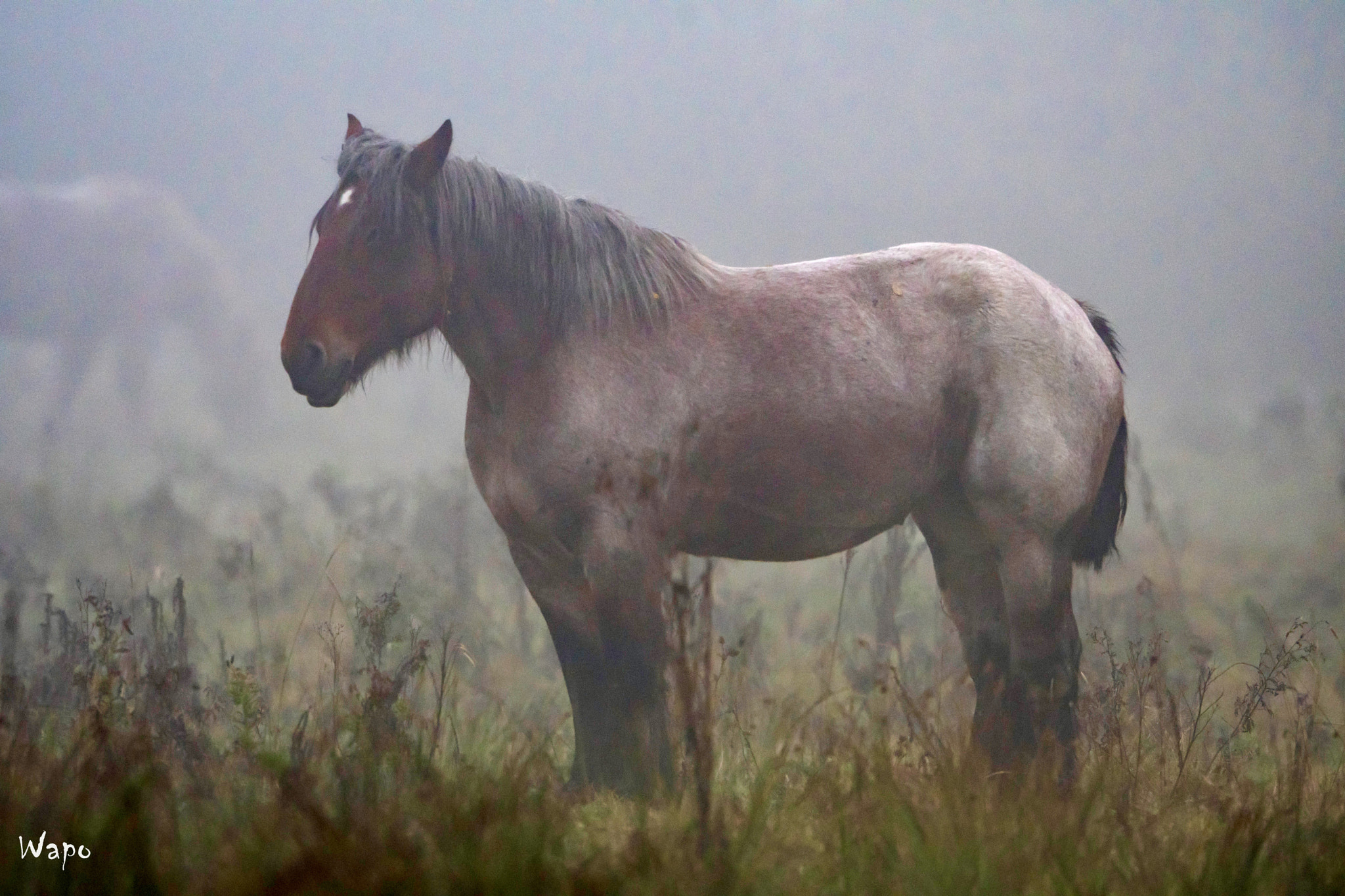 Nikon AF-S Nikkor 500mm F4E FL ED VR sample photo. A misty morning... photography