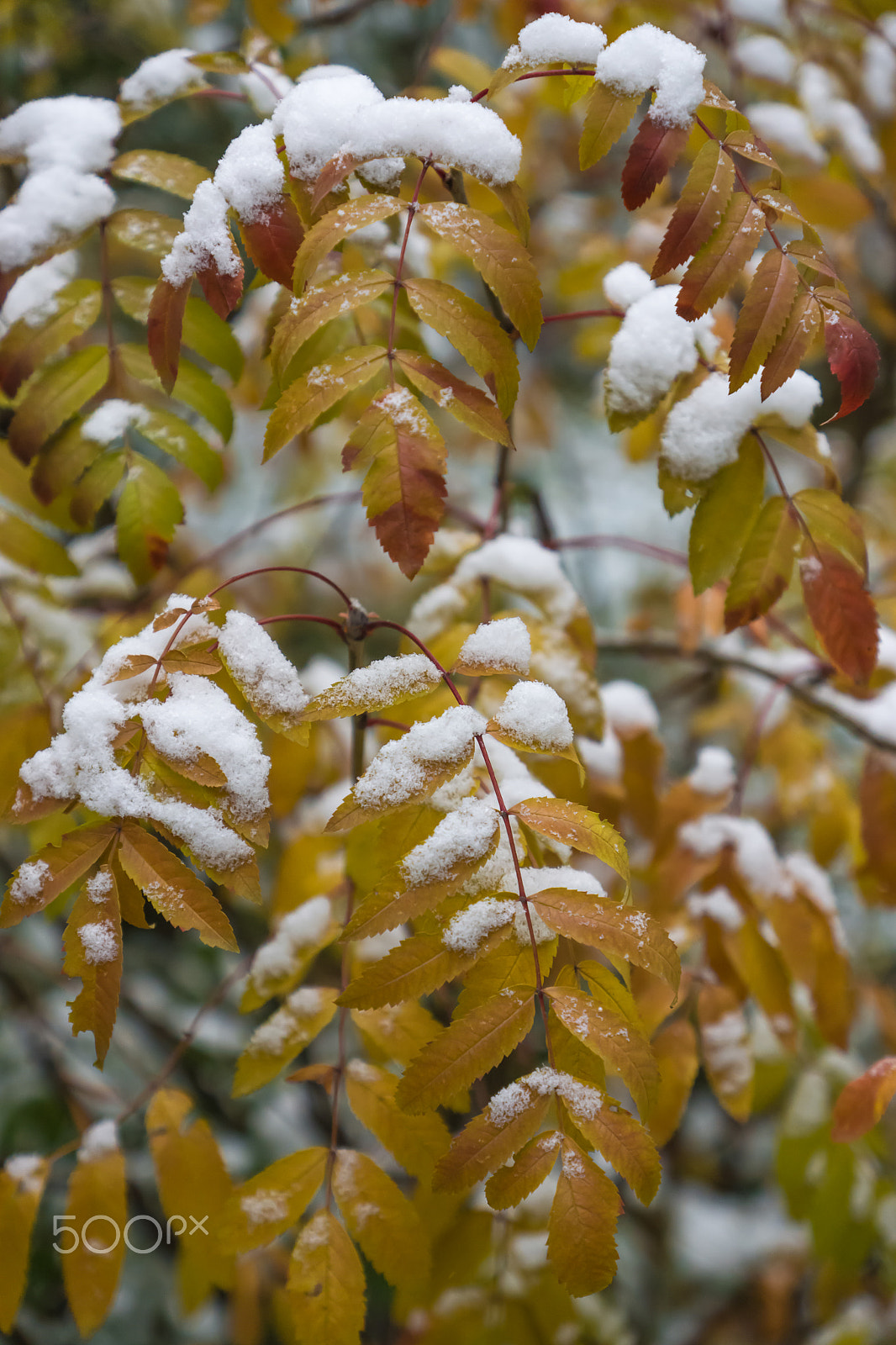 Sony SLT-A65 (SLT-A65V) sample photo. First snow. the leaves of mountain ash photography