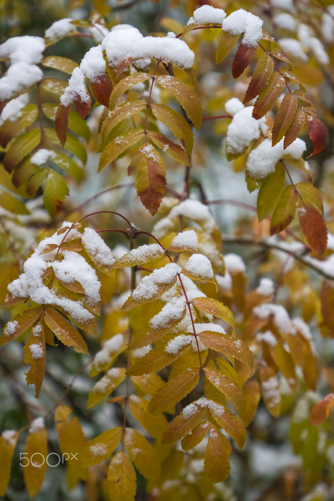 Sony SLT-A65 (SLT-A65V) + Sony DT 16-50mm F2.8 SSM sample photo. First snow. the leaves of mountain ash photography
