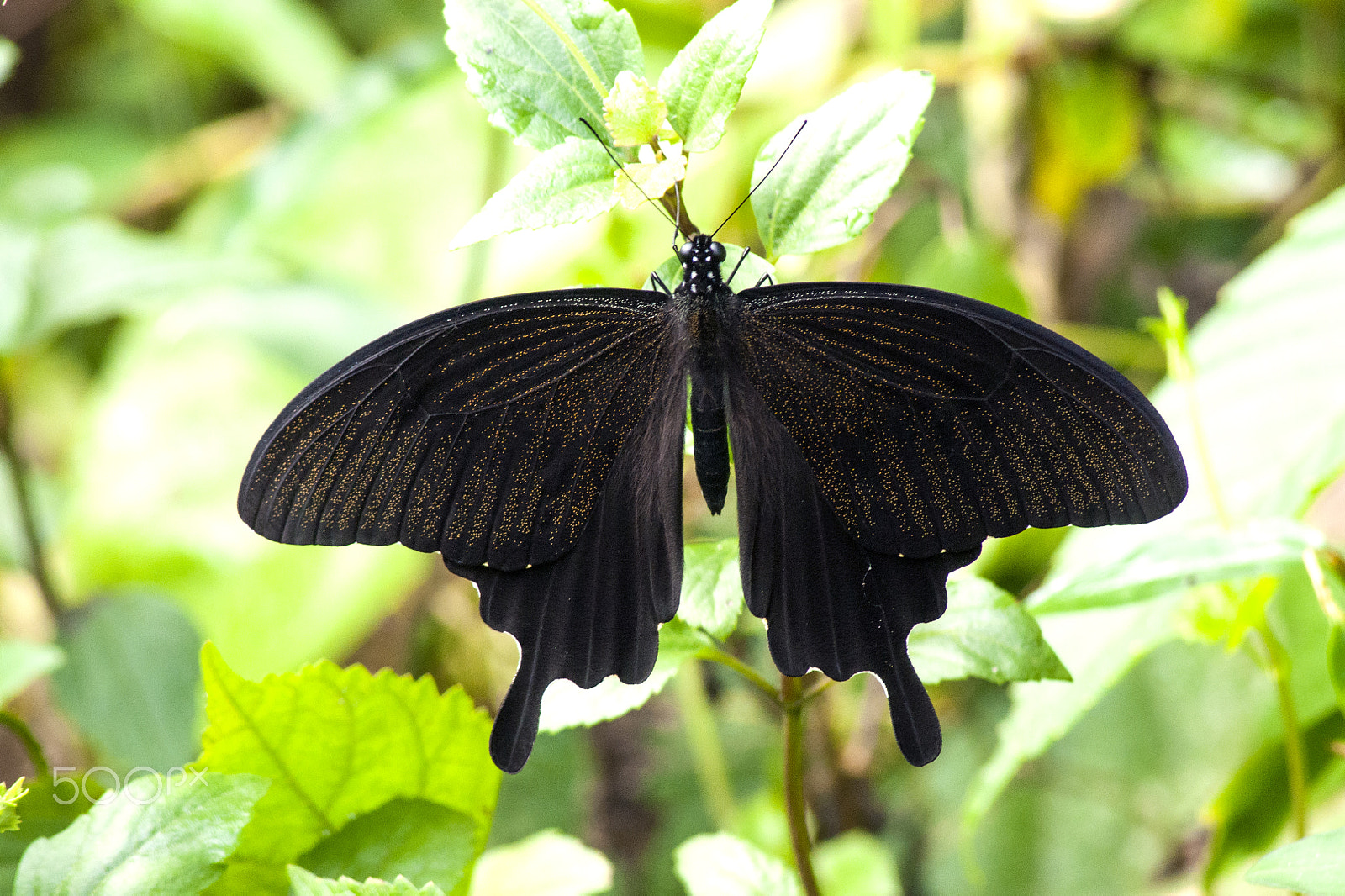 Nikon D90 sample photo. Papilio nephelus chaon … photography